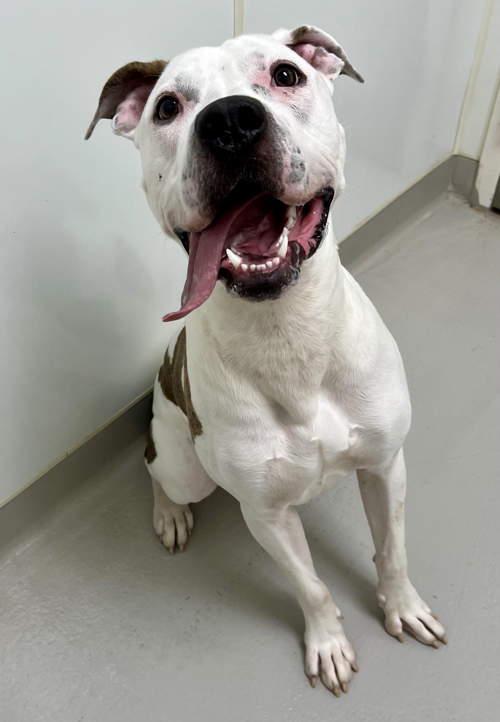 Enlarge Tig, a Adoptable mixed breed in Danville, IN image 2/4