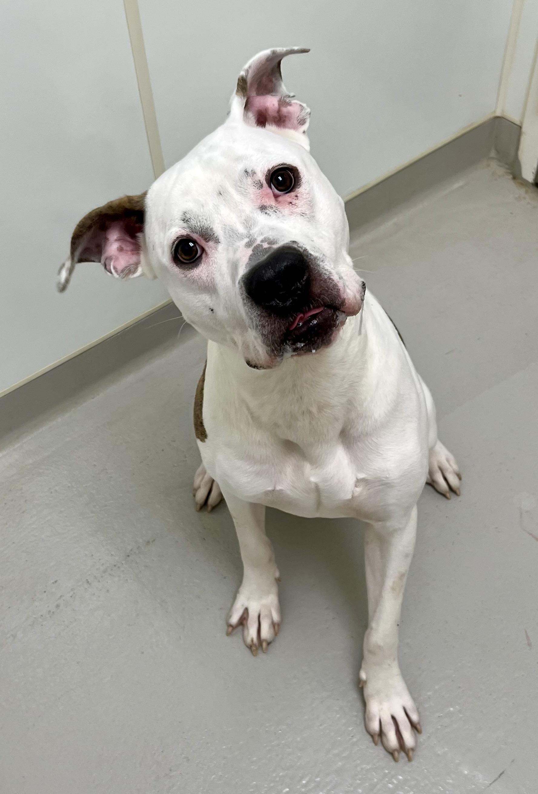 Enlarge Tig, a Adoptable mixed breed in Danville, IN image 3/4