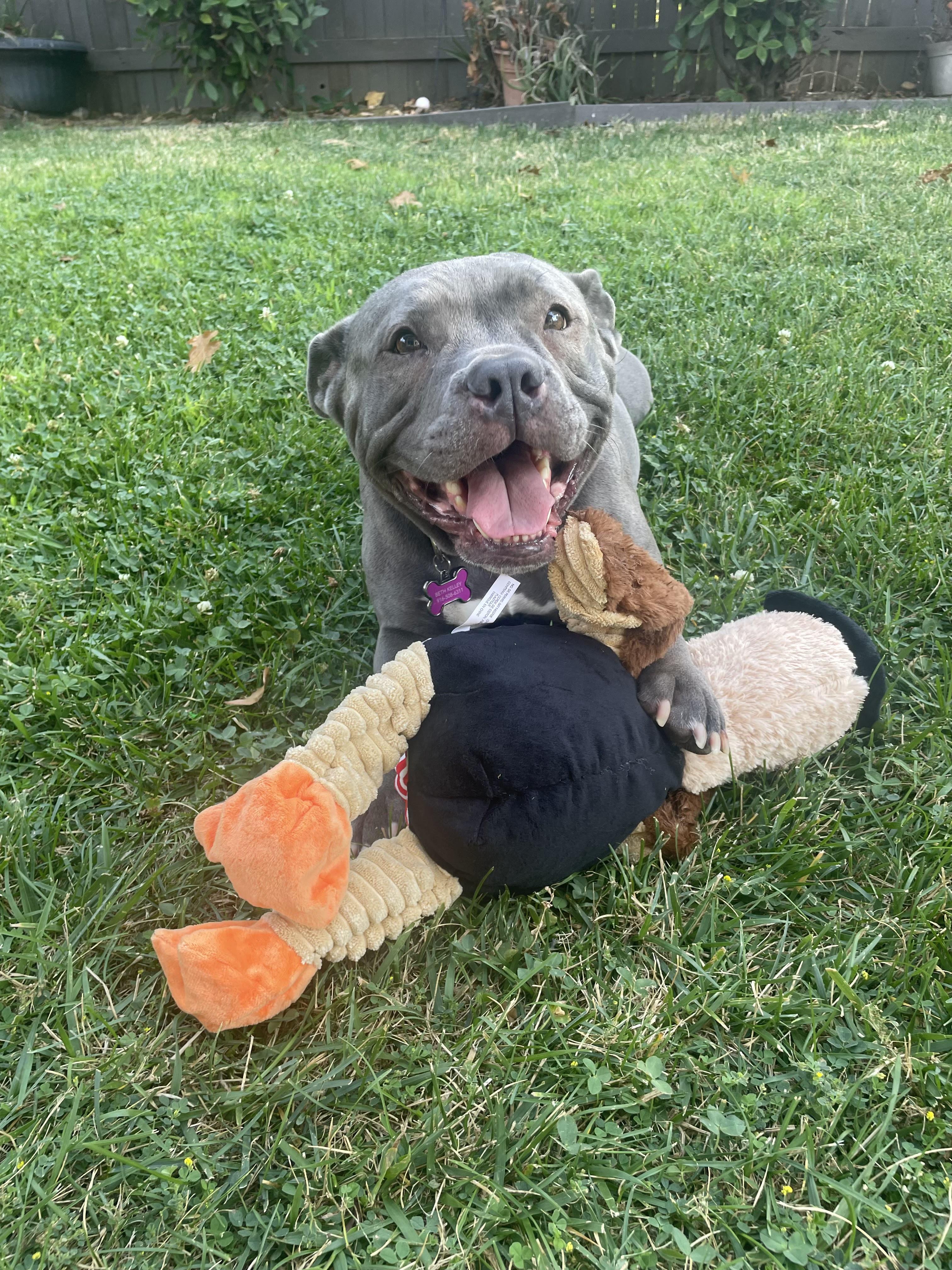 Enlarge Reba, a Adoptable mixed breed in Vacaville, CA image 2/6