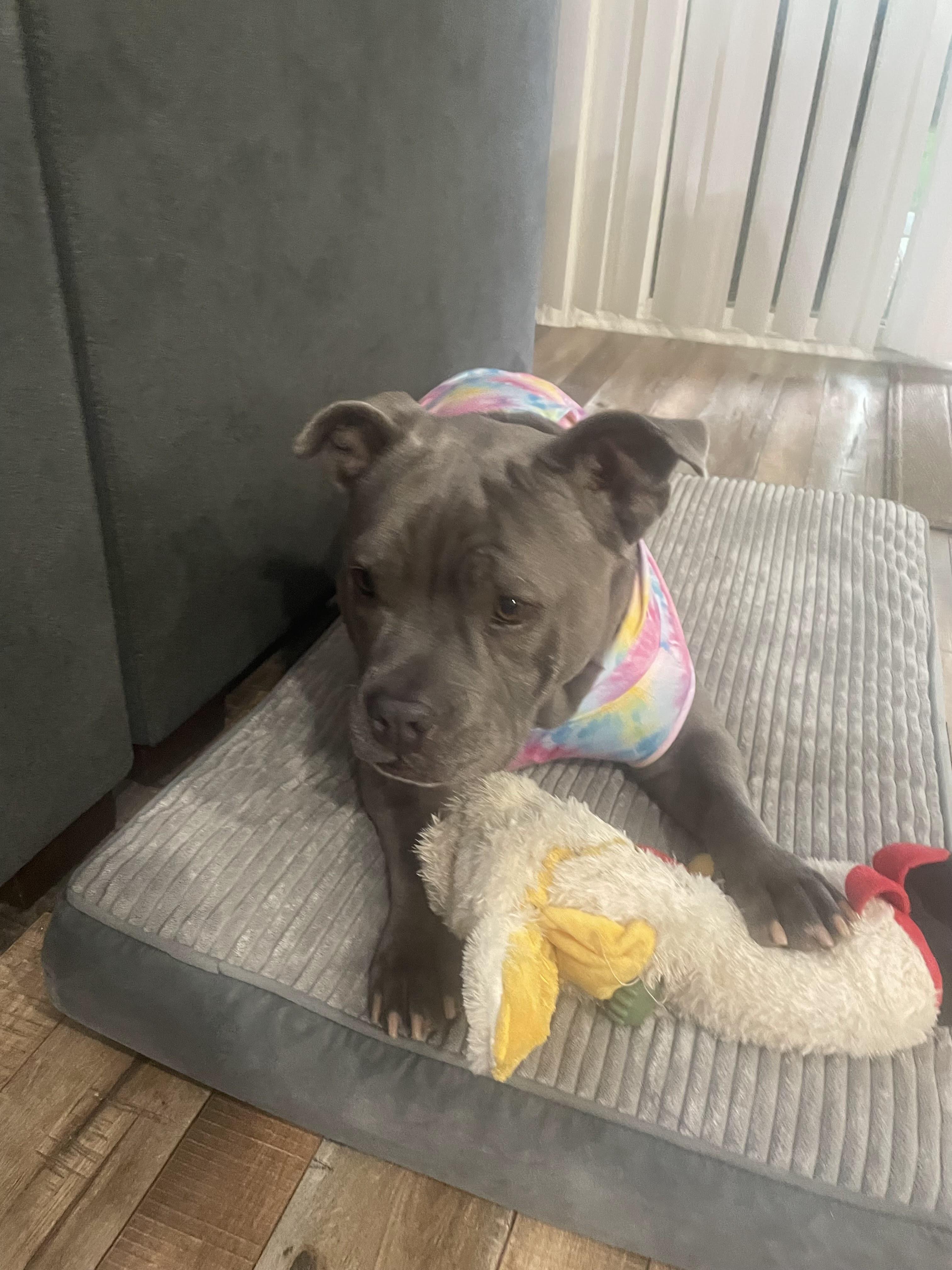 Enlarge Reba, a Adoptable mixed breed in Vacaville, CA image 6/6