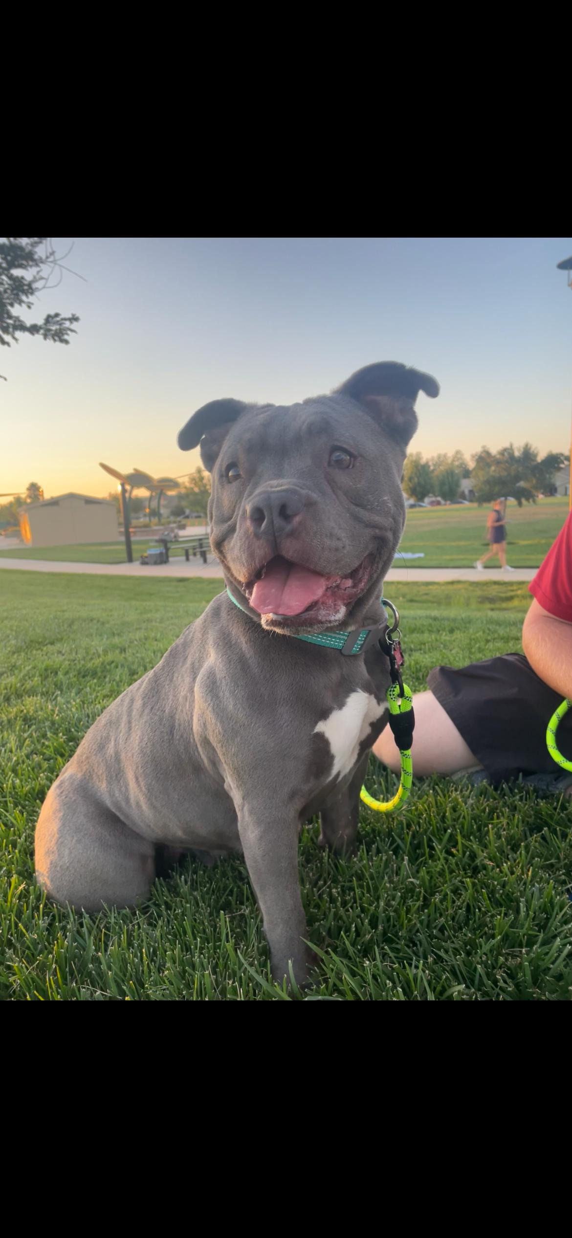 Reba, Adoptable, Adult Female American Bully & French Bulldog.
