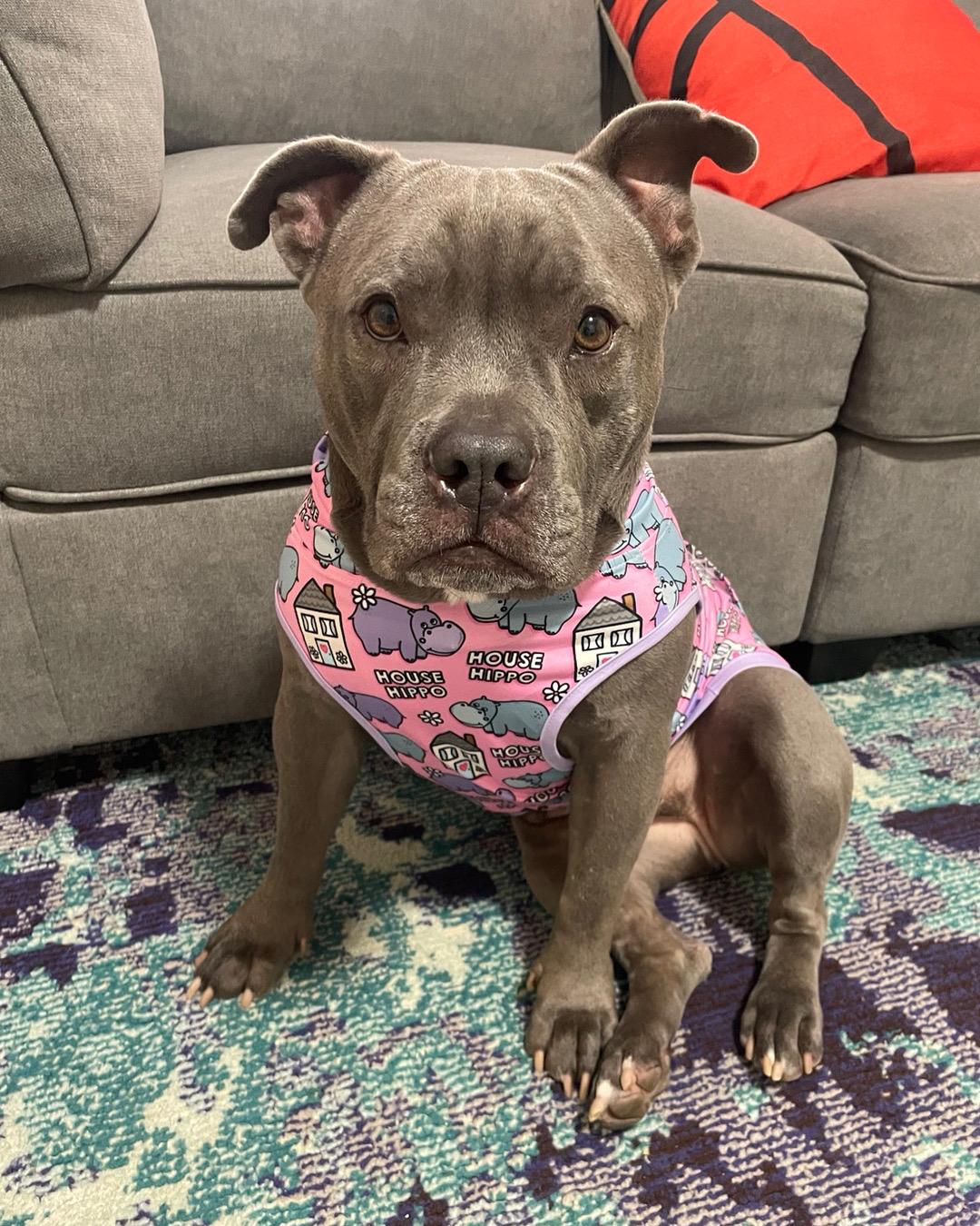 Enlarge Reba, a Adoptable mixed breed in Vacaville, CA image 5/6
