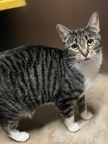 Sourpuss, Adoptable, Adult Female Domestic Short Hair.