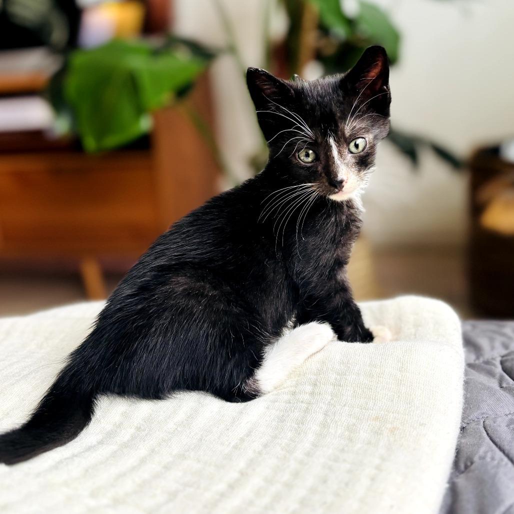 Biscuit, Adoptable, Young Male Domestic Short Hair.