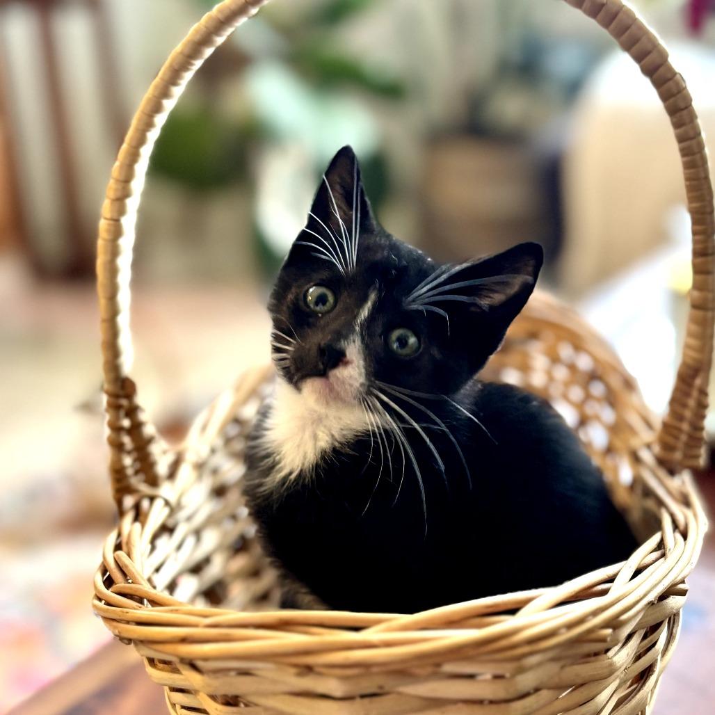 Biscuit, a Adoptable Domestic Short Hair in Parkland, FL image 2/2