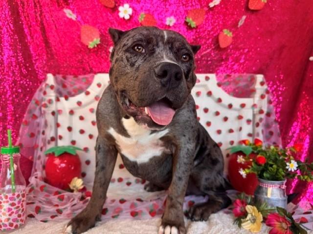 Enlarge BUBBA, a Adoptable Pit Bull Terrier in Fairfield, CA image 1/1