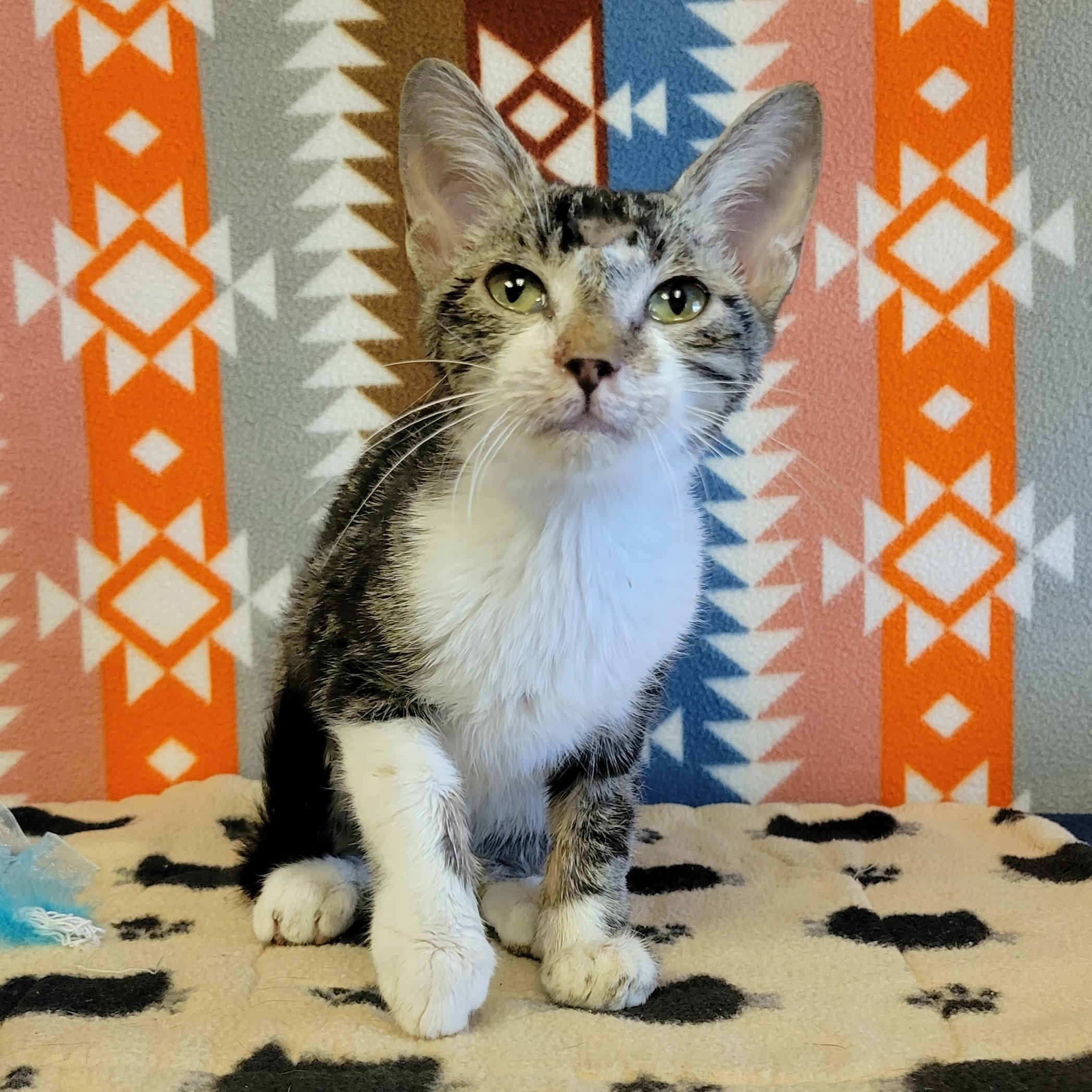 Miso, Adoptable, Young Male Domestic Short Hair.