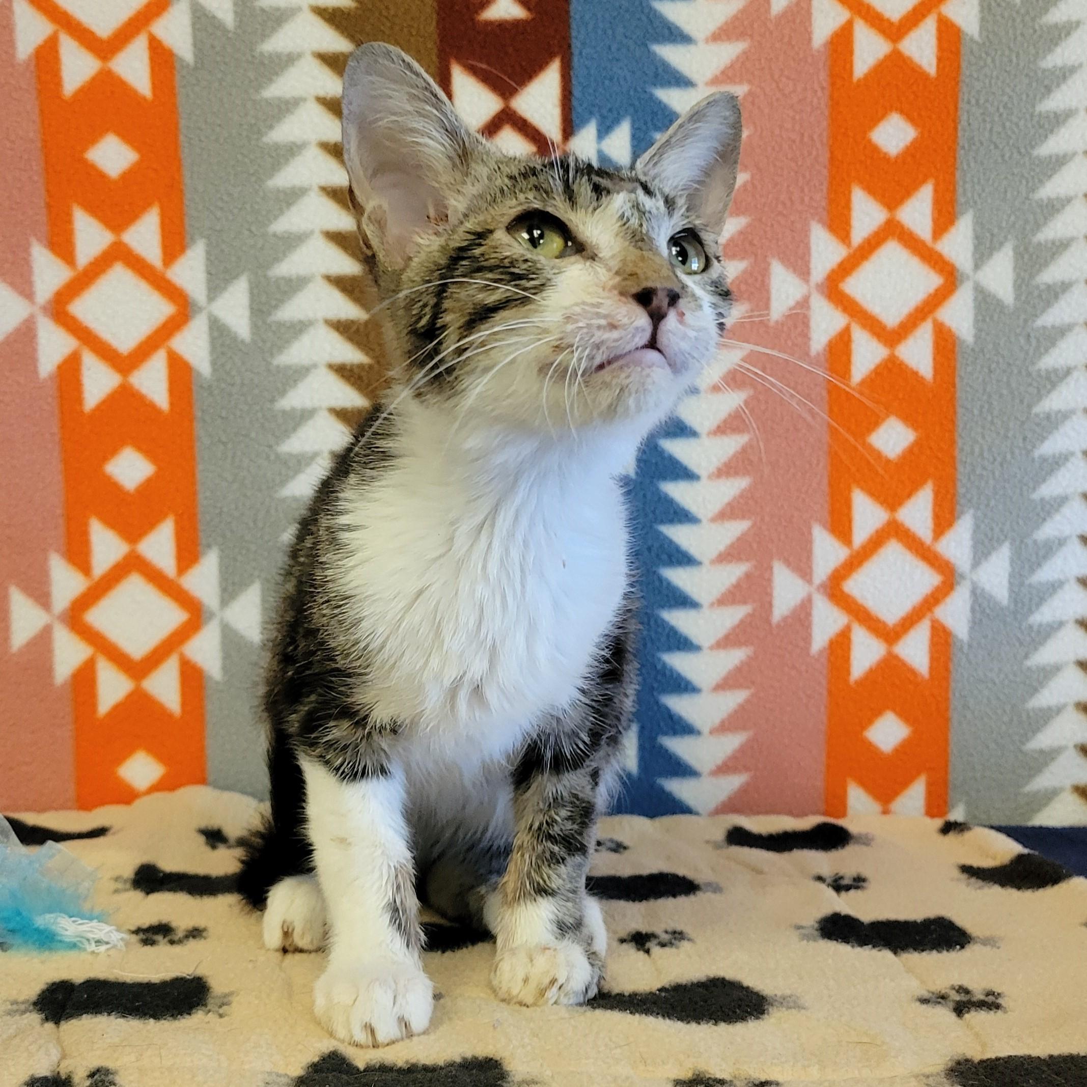 Enlarge Miso, a Adoptable mixed breed in ALPINE, TX image 2/6
