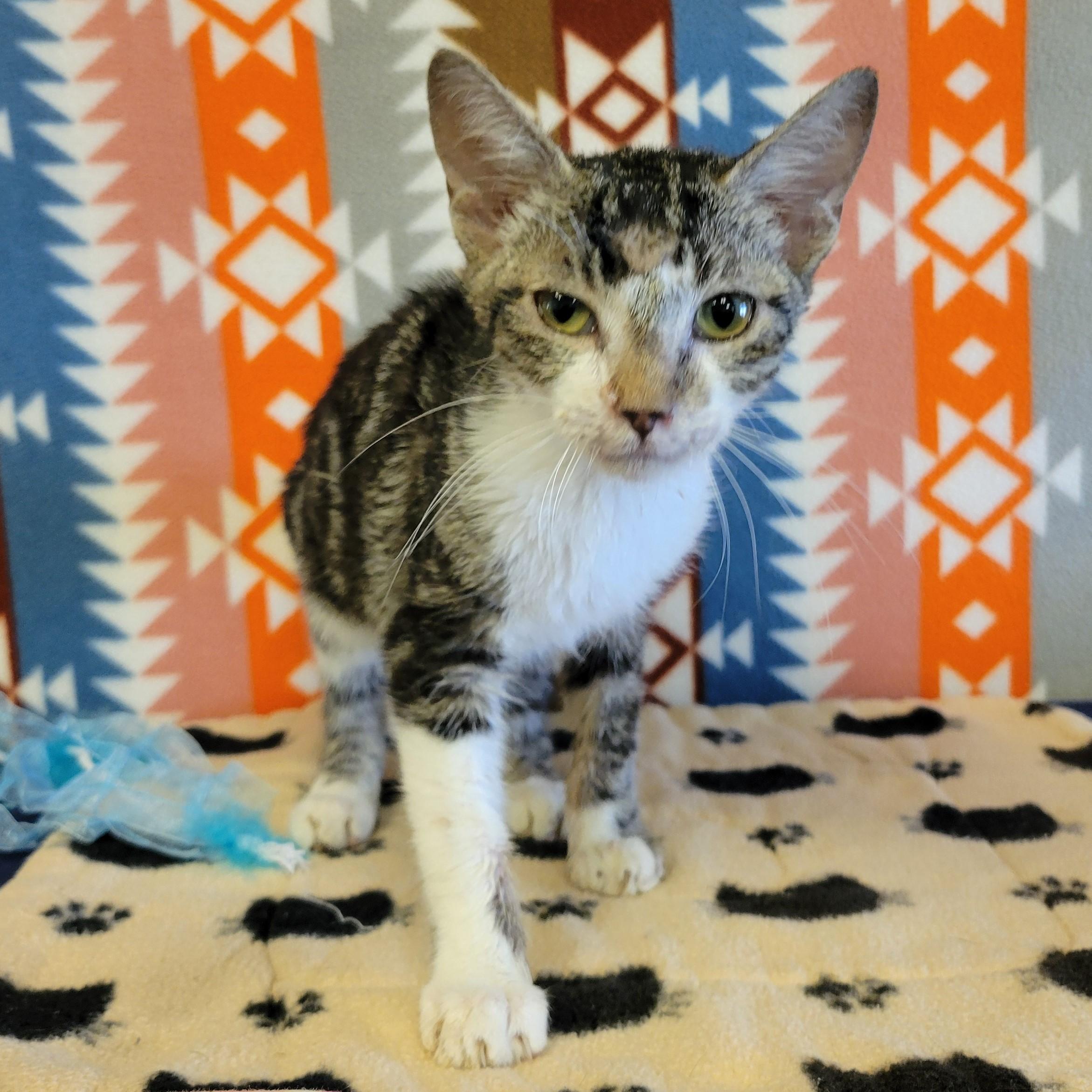 Enlarge Miso, a Adoptable mixed breed in ALPINE, TX image 3/6