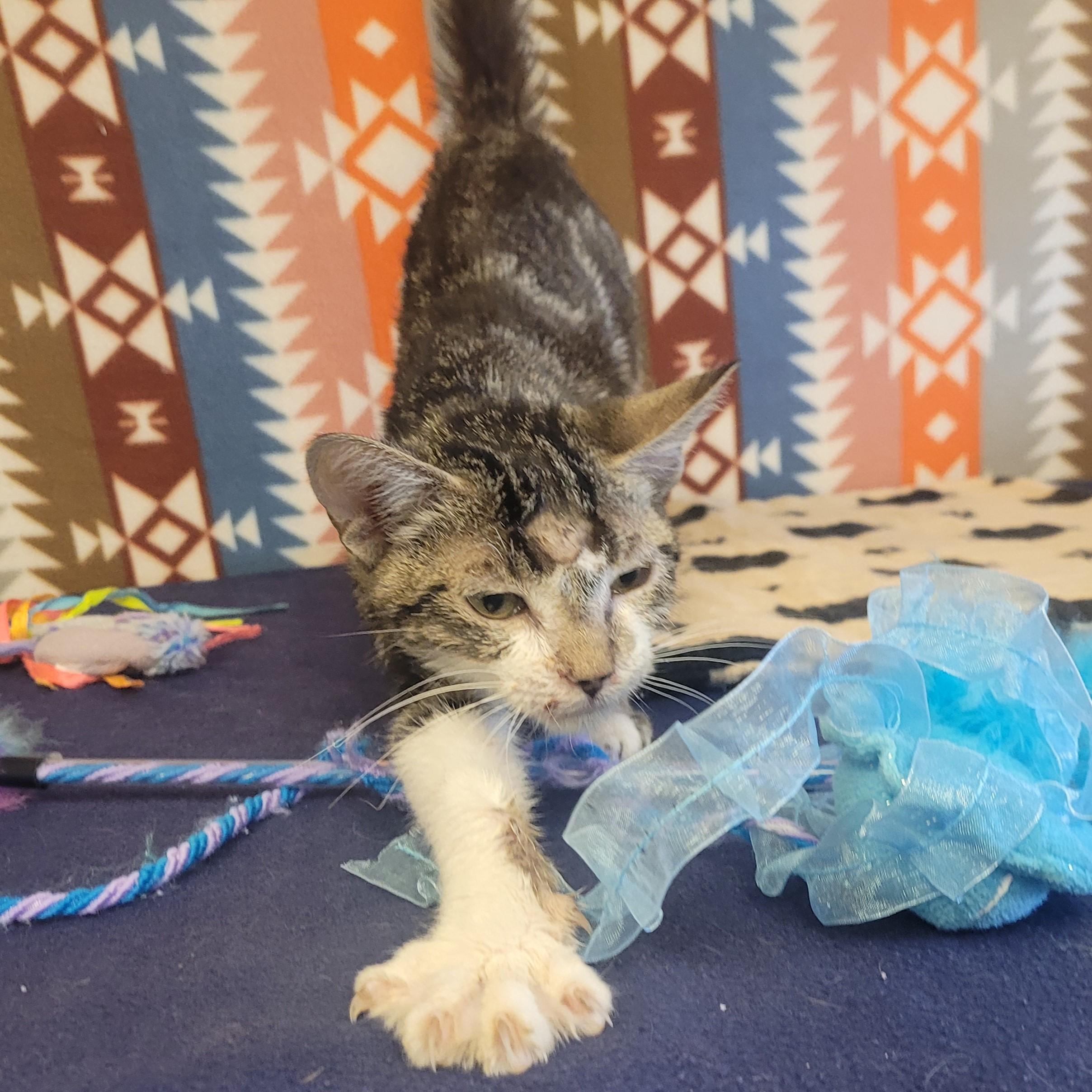 Enlarge Miso, a Adoptable mixed breed in ALPINE, TX image 6/6