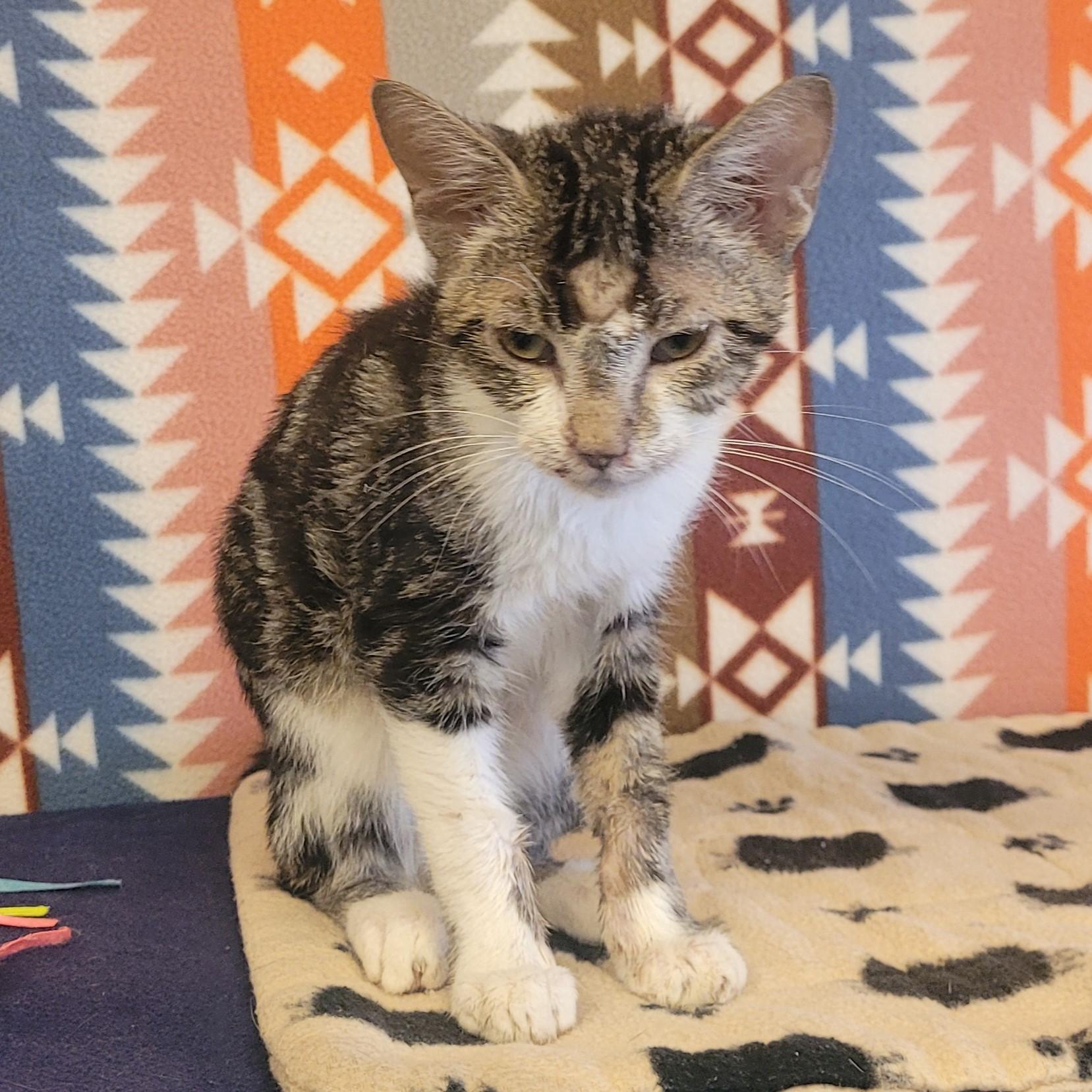 Enlarge Miso, a Adoptable mixed breed in ALPINE, TX image 5/6