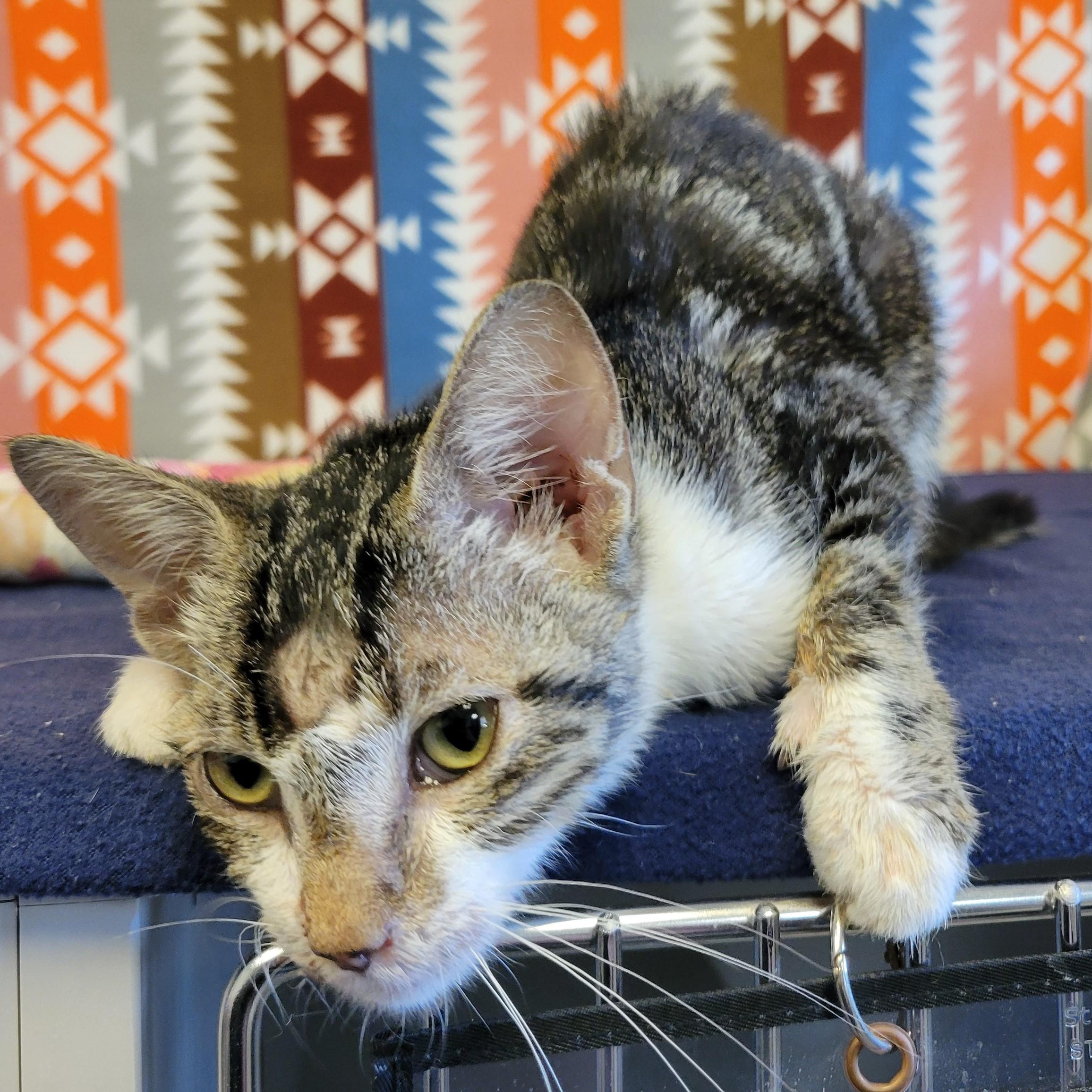 Enlarge Miso, a Adoptable mixed breed in ALPINE, TX image 4/6