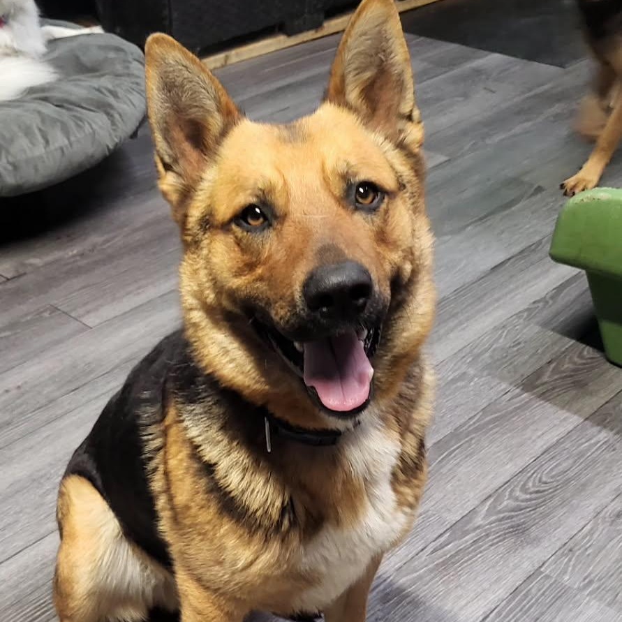 Cash, Young Male German Shepherd Dog
