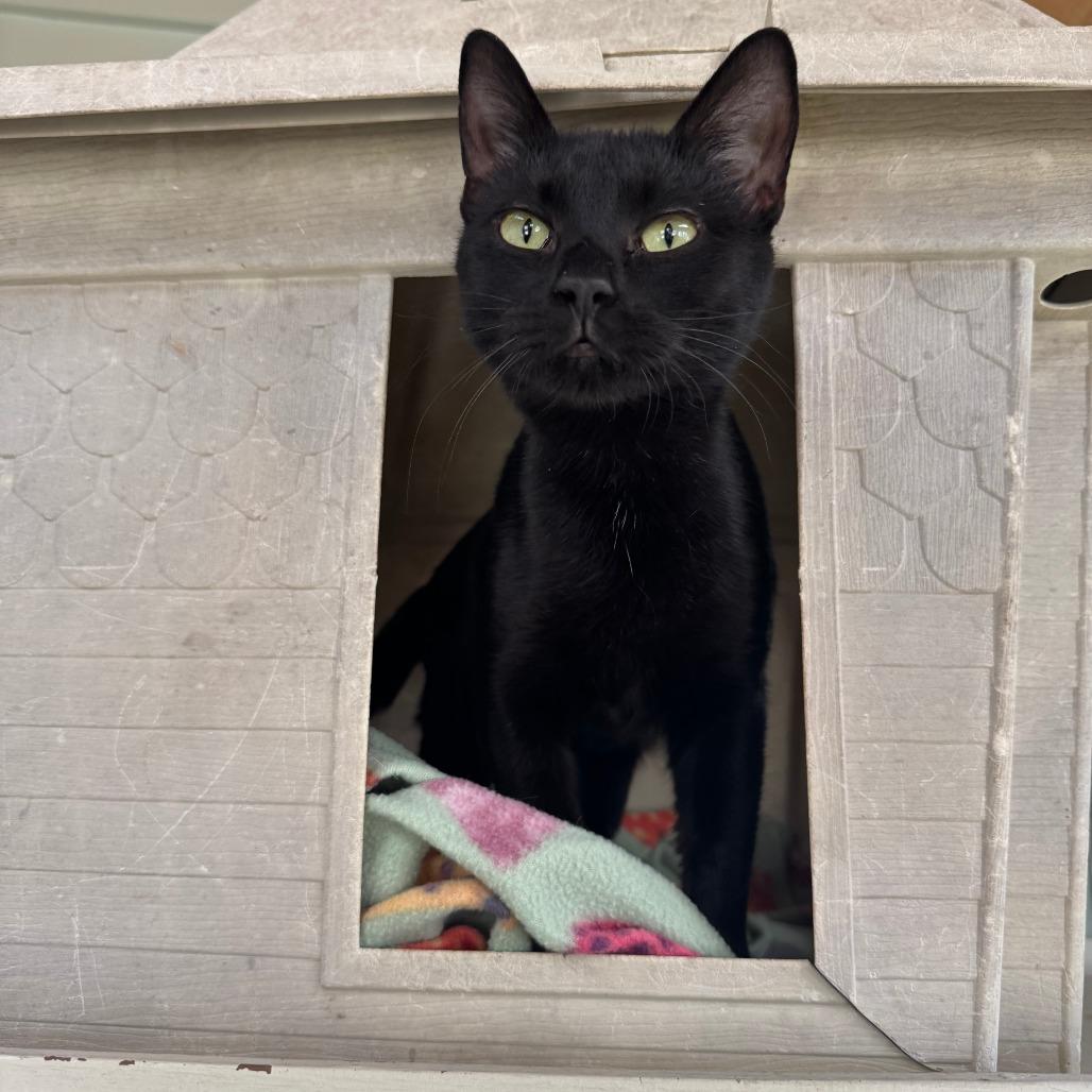 Enlarge Autumn*, a Adoptable Domestic Short Hair in Eureka Springs, AR image 2/2