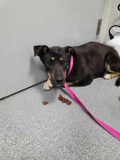 Cammie, Adoptable, Adult Female Mixed Breed & Mixed Breed.