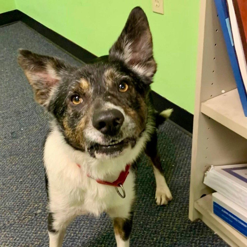 Max2, Adoptable, Adult Male Border Collie & Terrier.