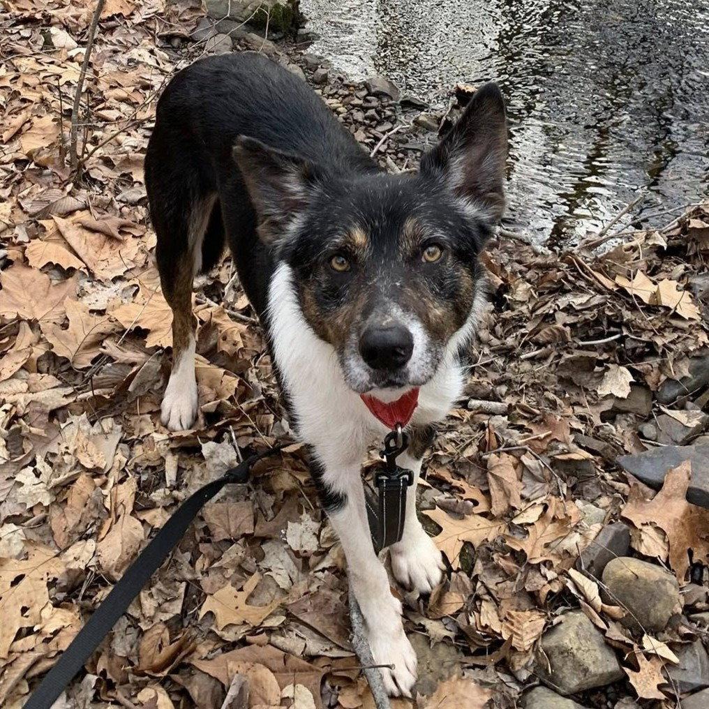 Enlarge Max2, a Adoptable mixed breed in Bloomfield, CT image 2/3