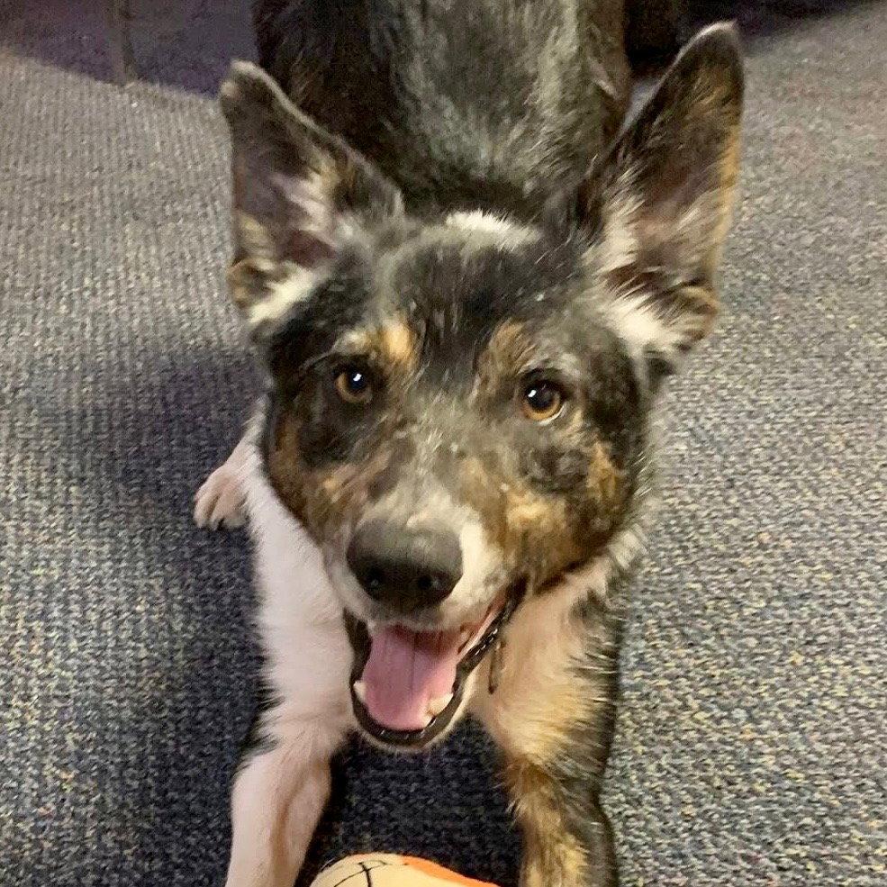 Enlarge Max2, a Adoptable mixed breed in Bloomfield, CT image 3/3