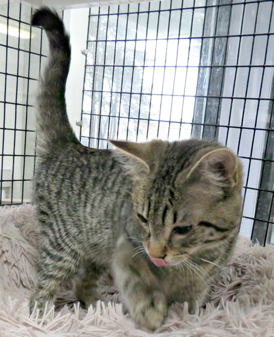 Vic, Adoptable, Kitten Male Domestic Short Hair.