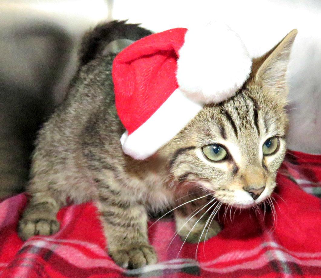 Enlarge Vic, a Adoptable mixed breed in Lexington, VA image 1/1