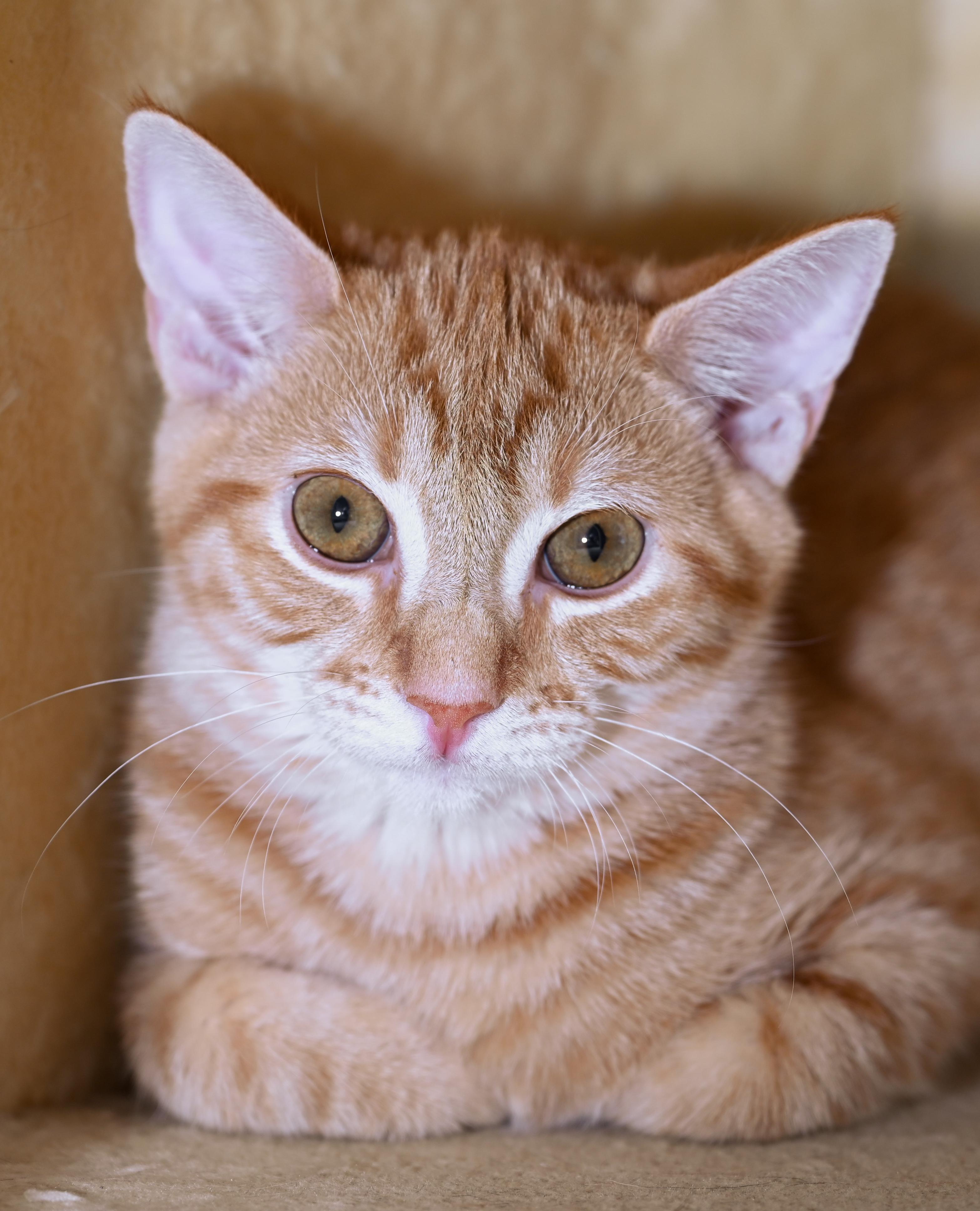 Enlarge Hulu, a ADOPTABLE mixed breed in Chattanooga, TN image 2/5