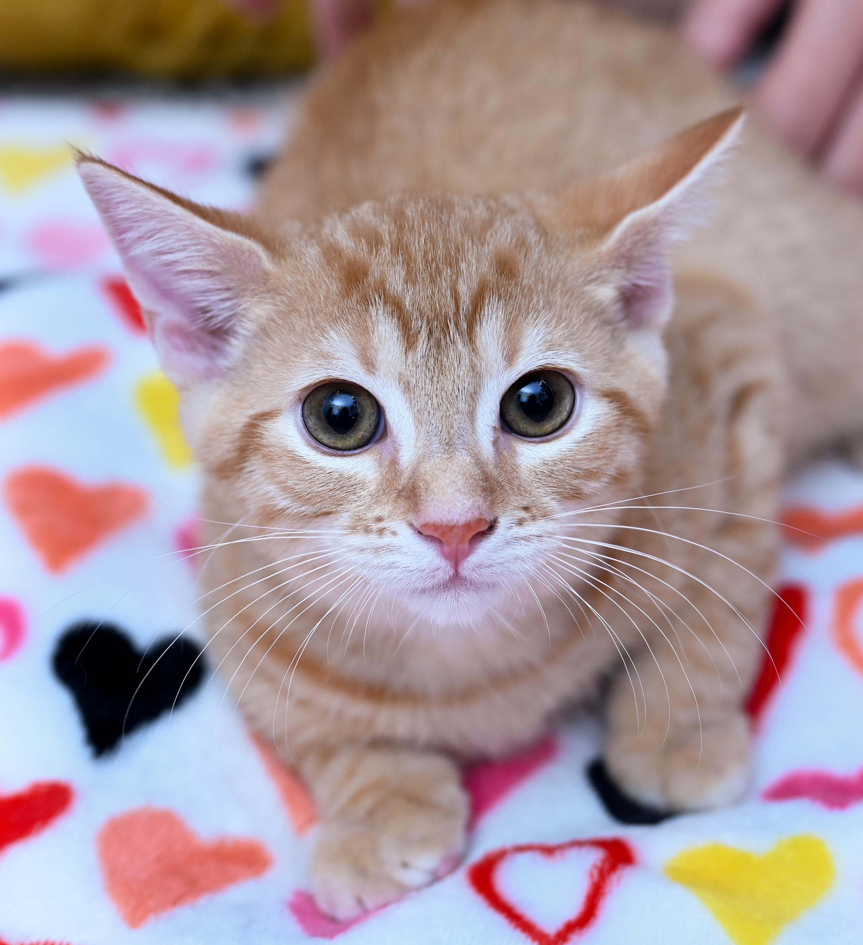 Enlarge Hulu, a ADOPTABLE mixed breed in Chattanooga, TN image 4/5