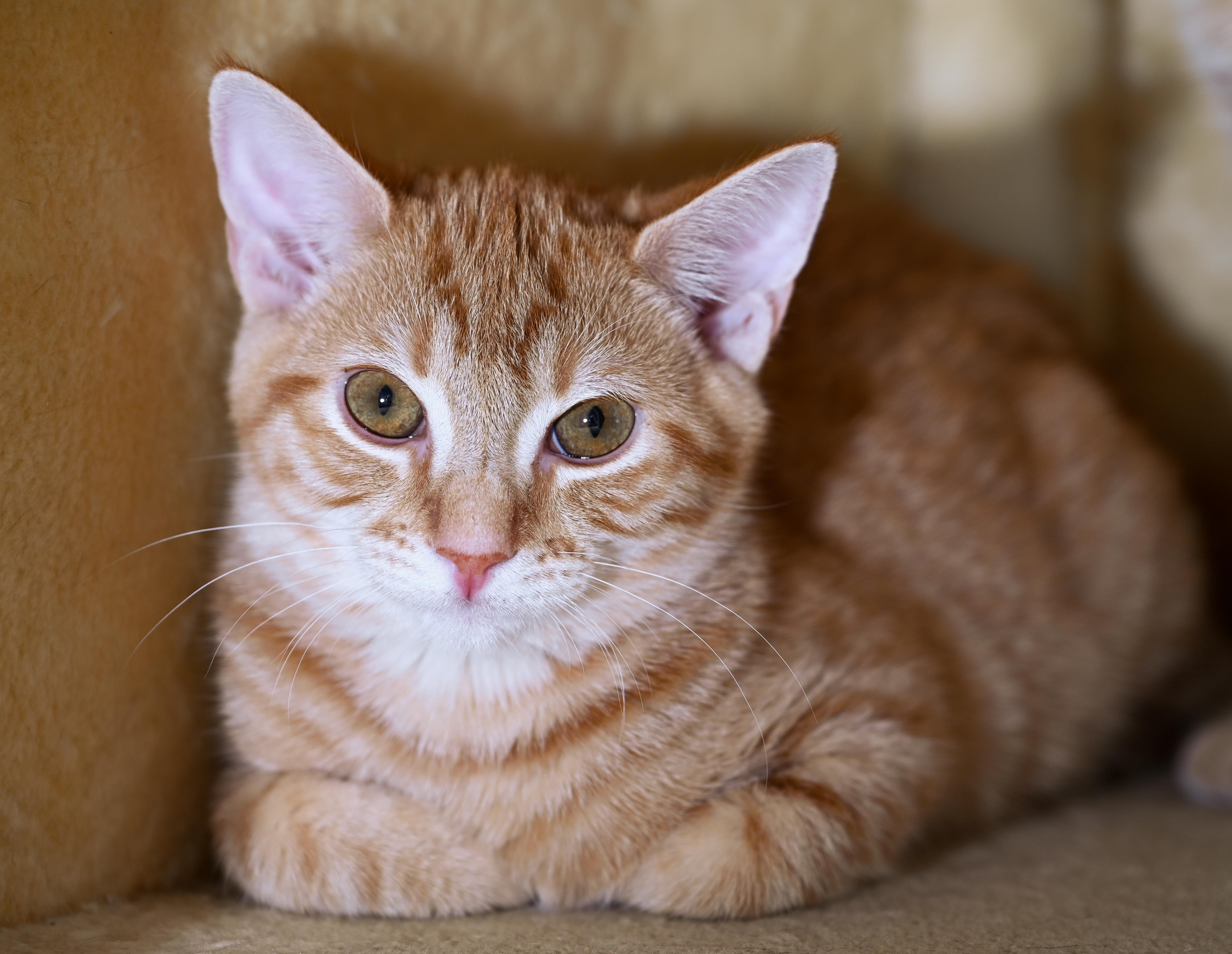 Enlarge Hulu, a ADOPTABLE mixed breed in Chattanooga, TN image 1/5