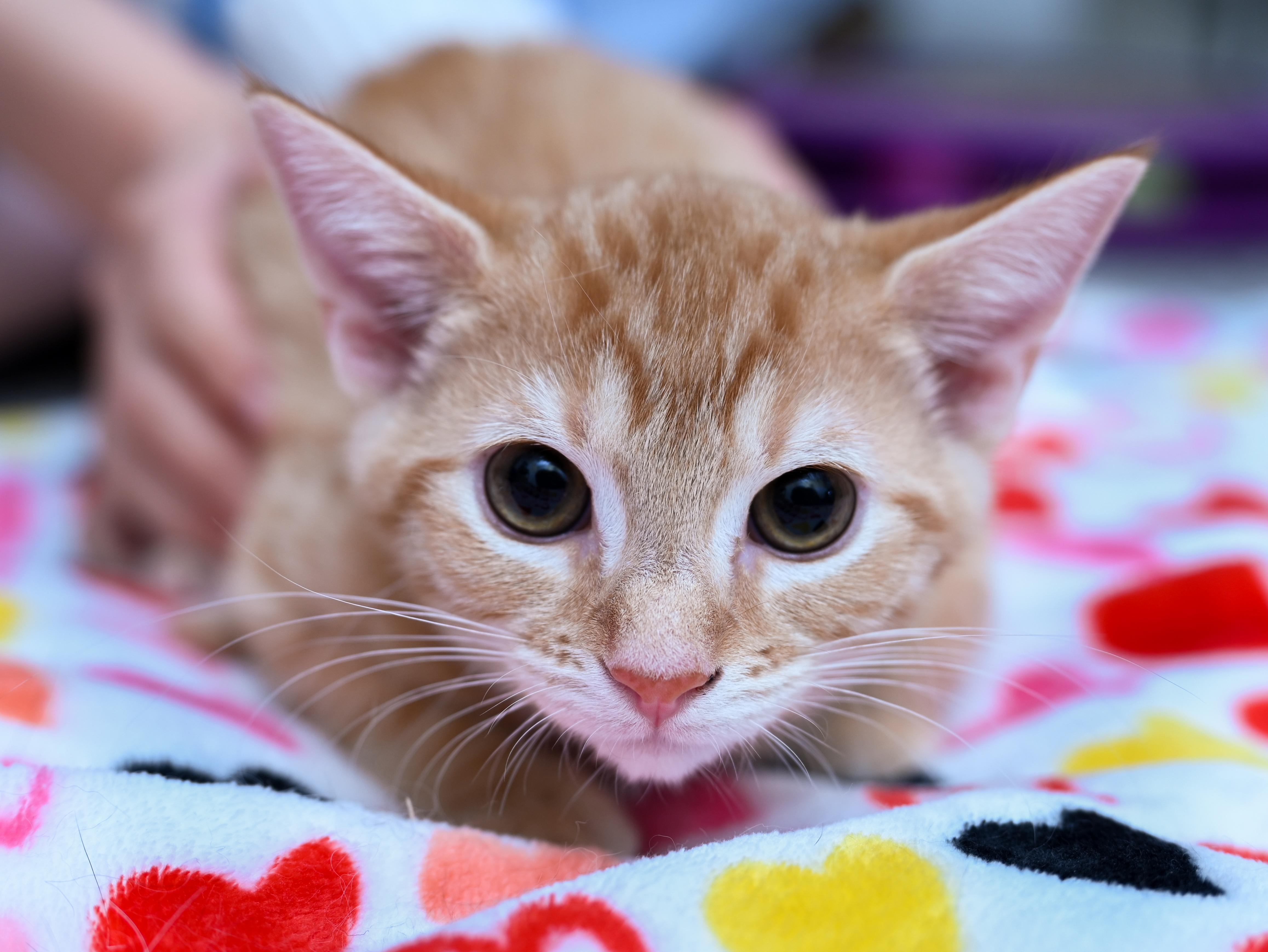 Enlarge Hulu, a ADOPTABLE mixed breed in Chattanooga, TN image 5/5