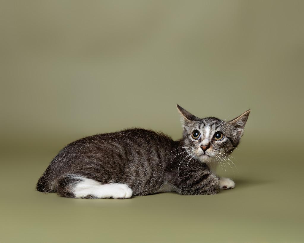 Painted Grasshopper, Adoptable, Kitten Male American Curl.