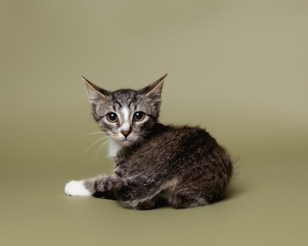 Enlarge Painted Grasshopper, a Adoptable American Curl in Rockport, TX image 2/6