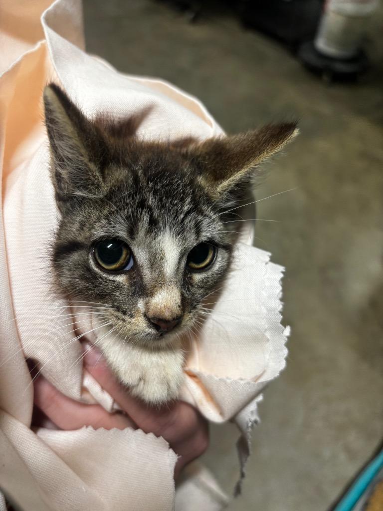 Enlarge Painted Grasshopper, a Adoptable American Curl in Rockport, TX image 3/6