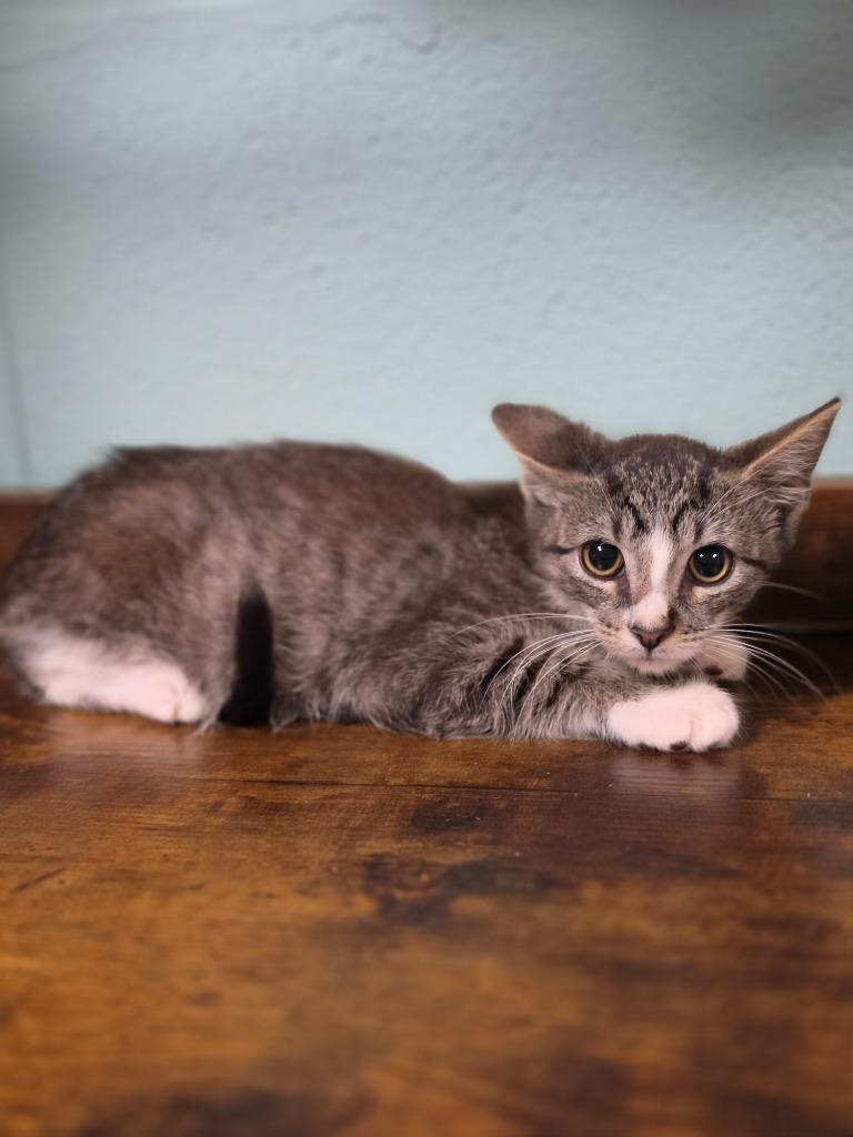 Enlarge Painted Grasshopper, a Adoptable American Curl in Rockport, TX image 4/6