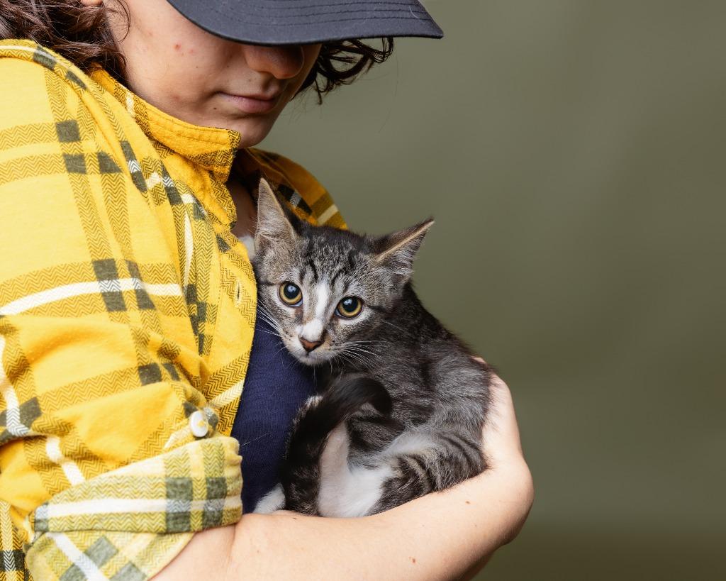 Enlarge Painted Grasshopper, a Adoptable American Curl in Rockport, TX image 5/6