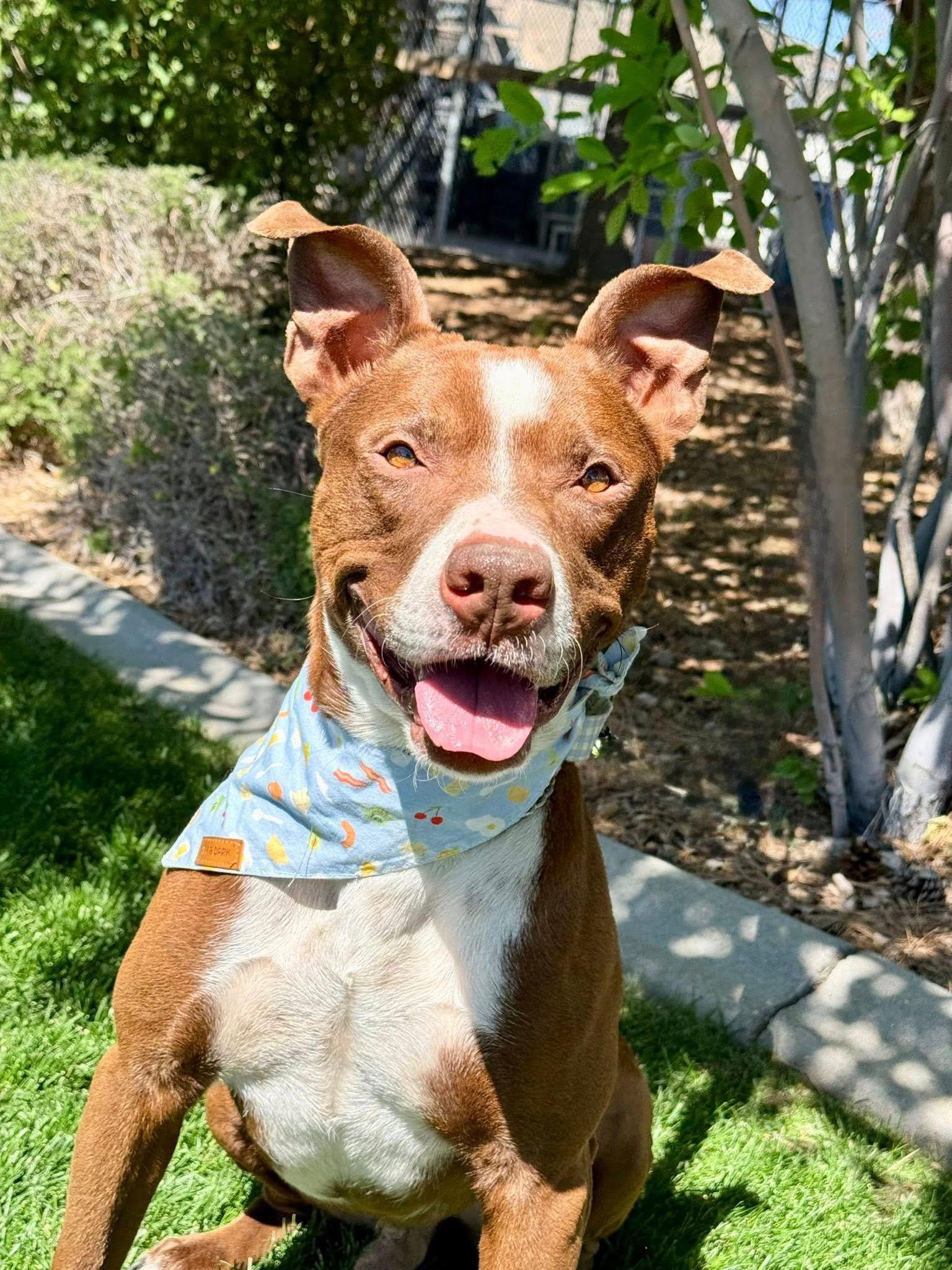 Enlarge Red, a ADOPTABLE mixed breed in Gardnerville, NV image 1/1