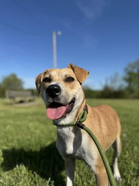 Rylee, Adoptable, Young Female Mixed Breed.