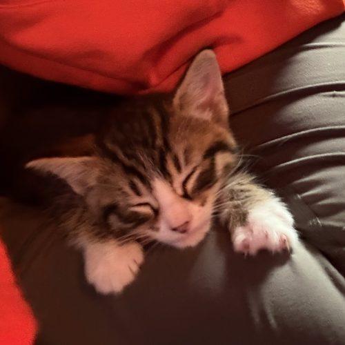 Josh, Adoptable, Kitten Male Domestic Short Hair.