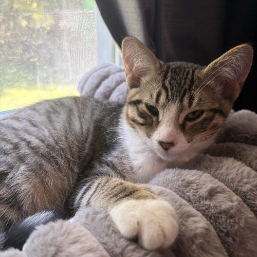 Enlarge Josh, a Adoptable Domestic Short Hair in Kenosha, WI image 3/3