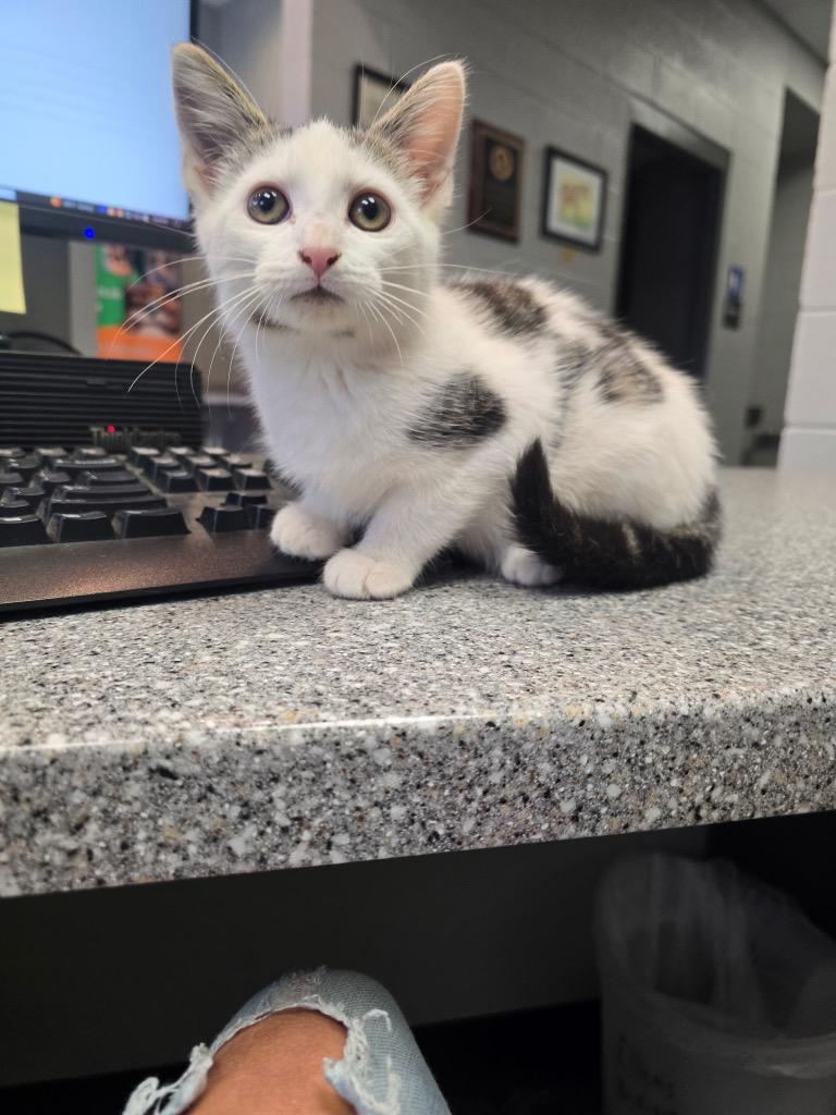 Hattie, Adoptable, Kitten Female Domestic Short Hair.