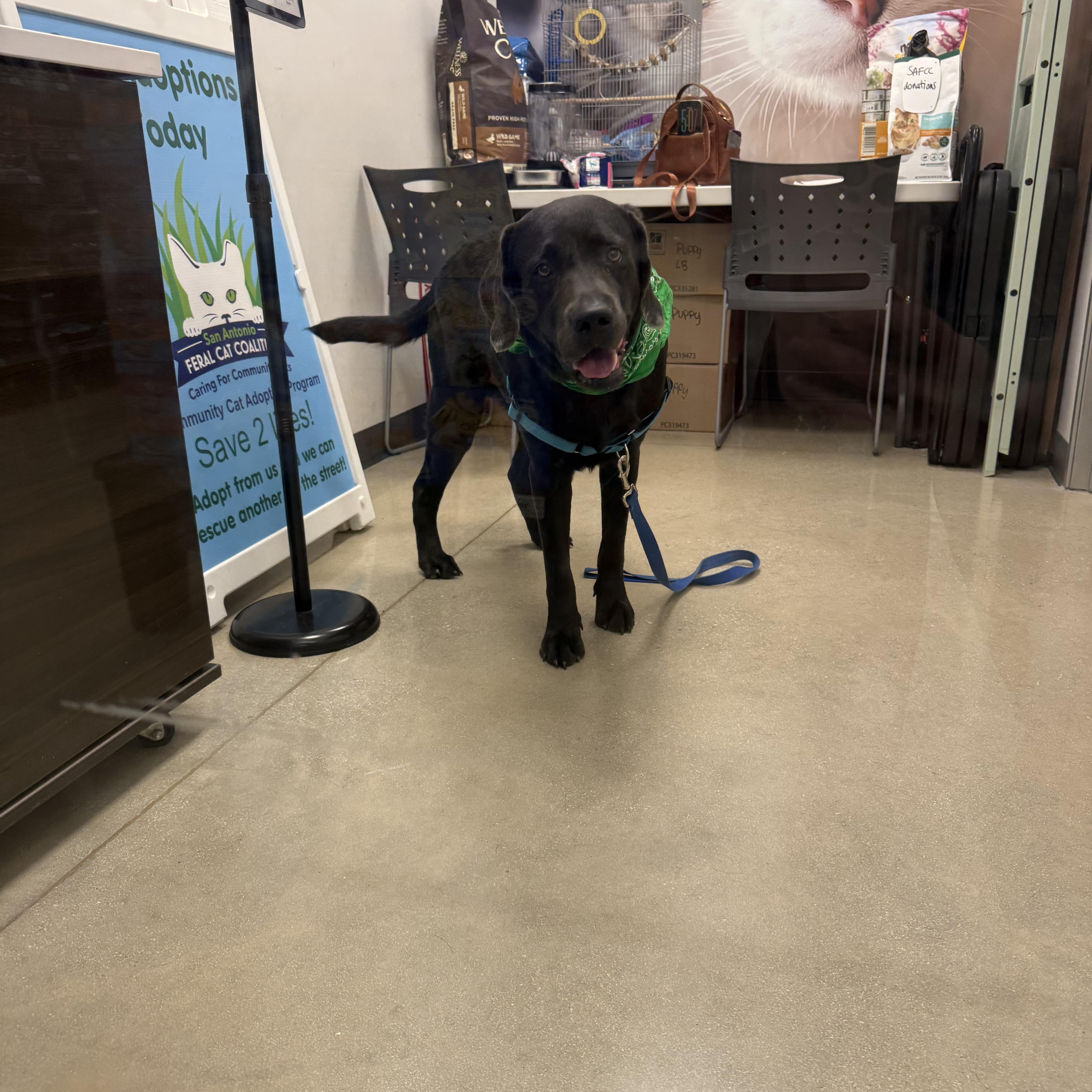Enlarge Hei Go, a Adoptable mixed breed in San Antonio, TX image 4/5