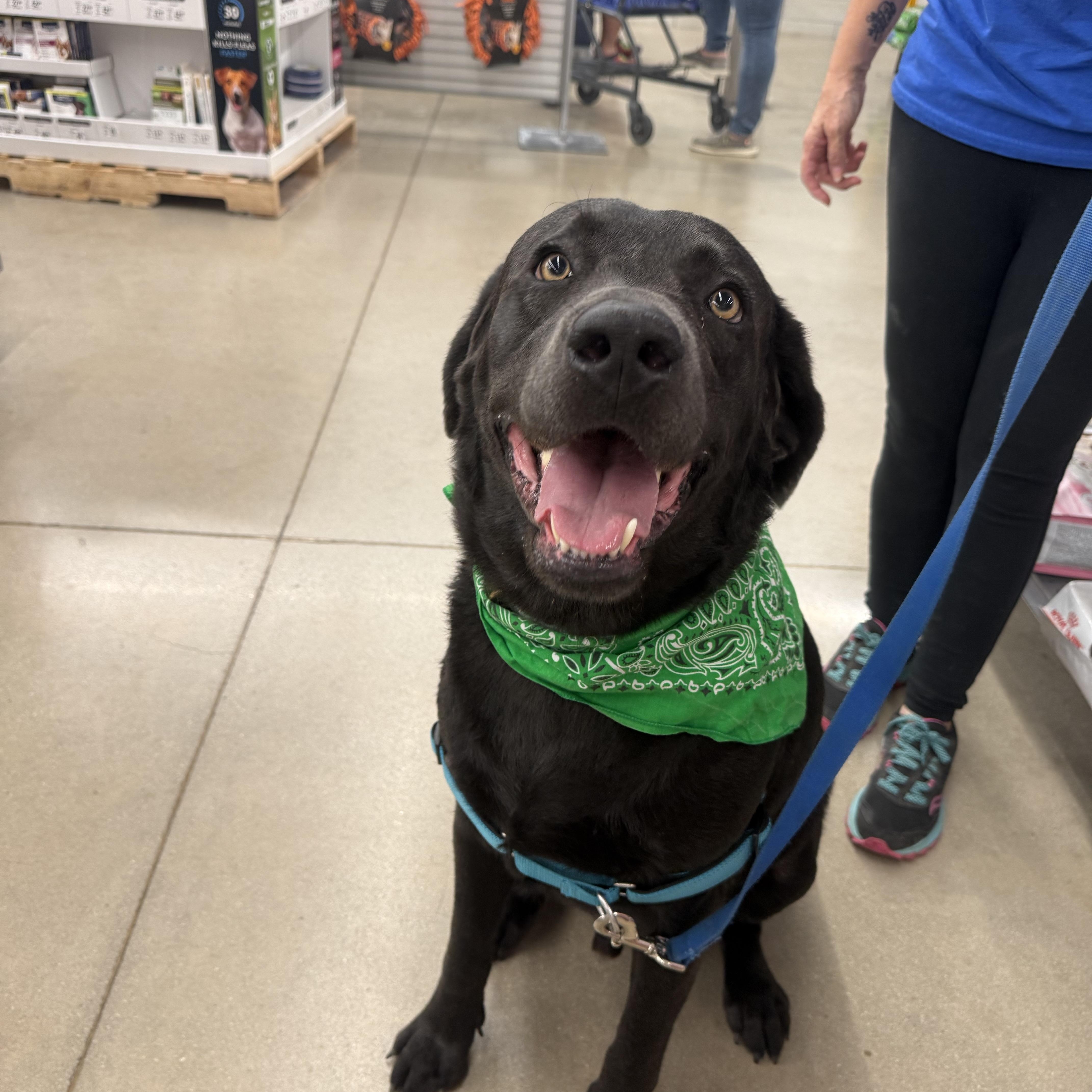 Enlarge Hei Go, a Adoptable mixed breed in San Antonio, TX image 3/5
