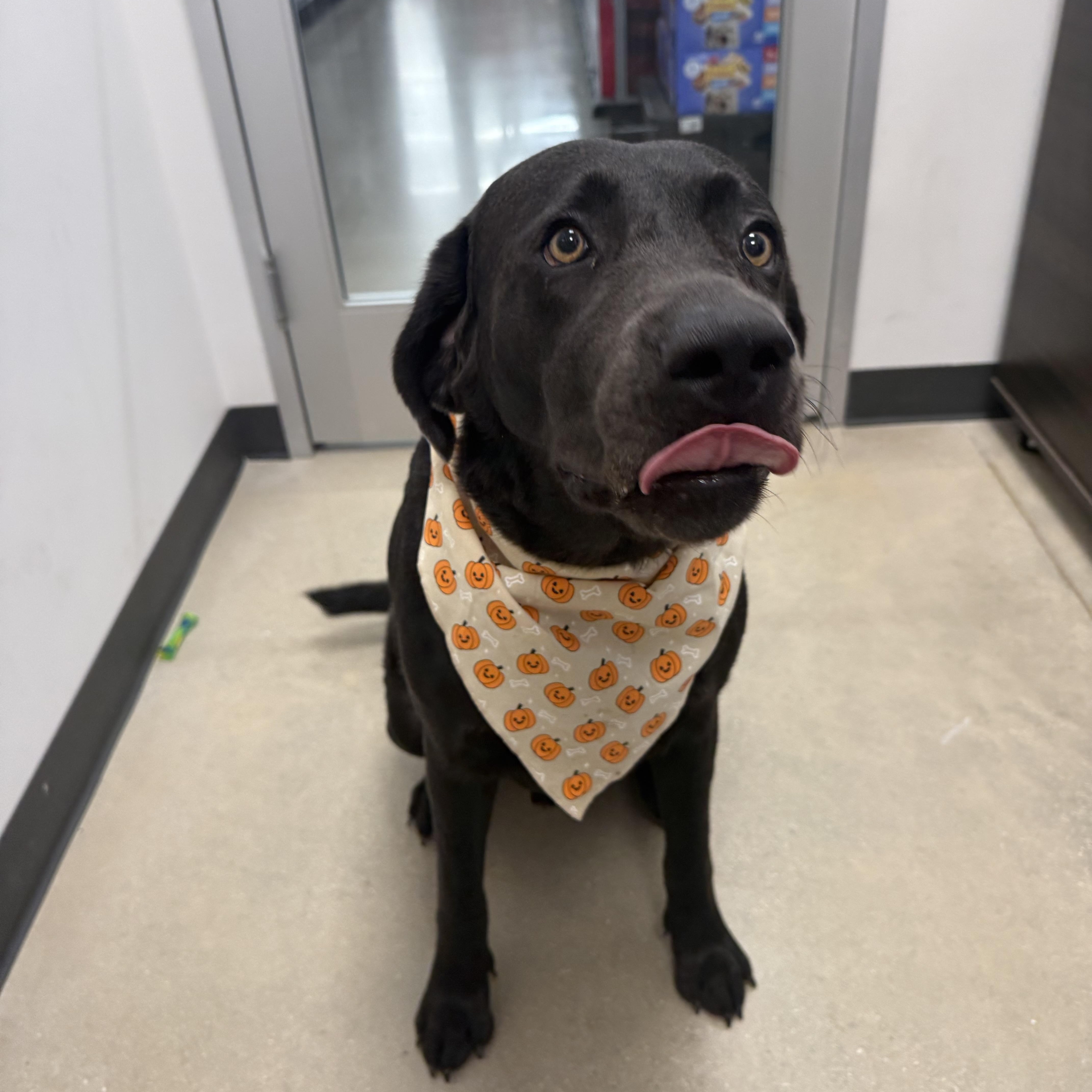Enlarge Hei Go, a Adoptable mixed breed in San Antonio, TX image 2/5