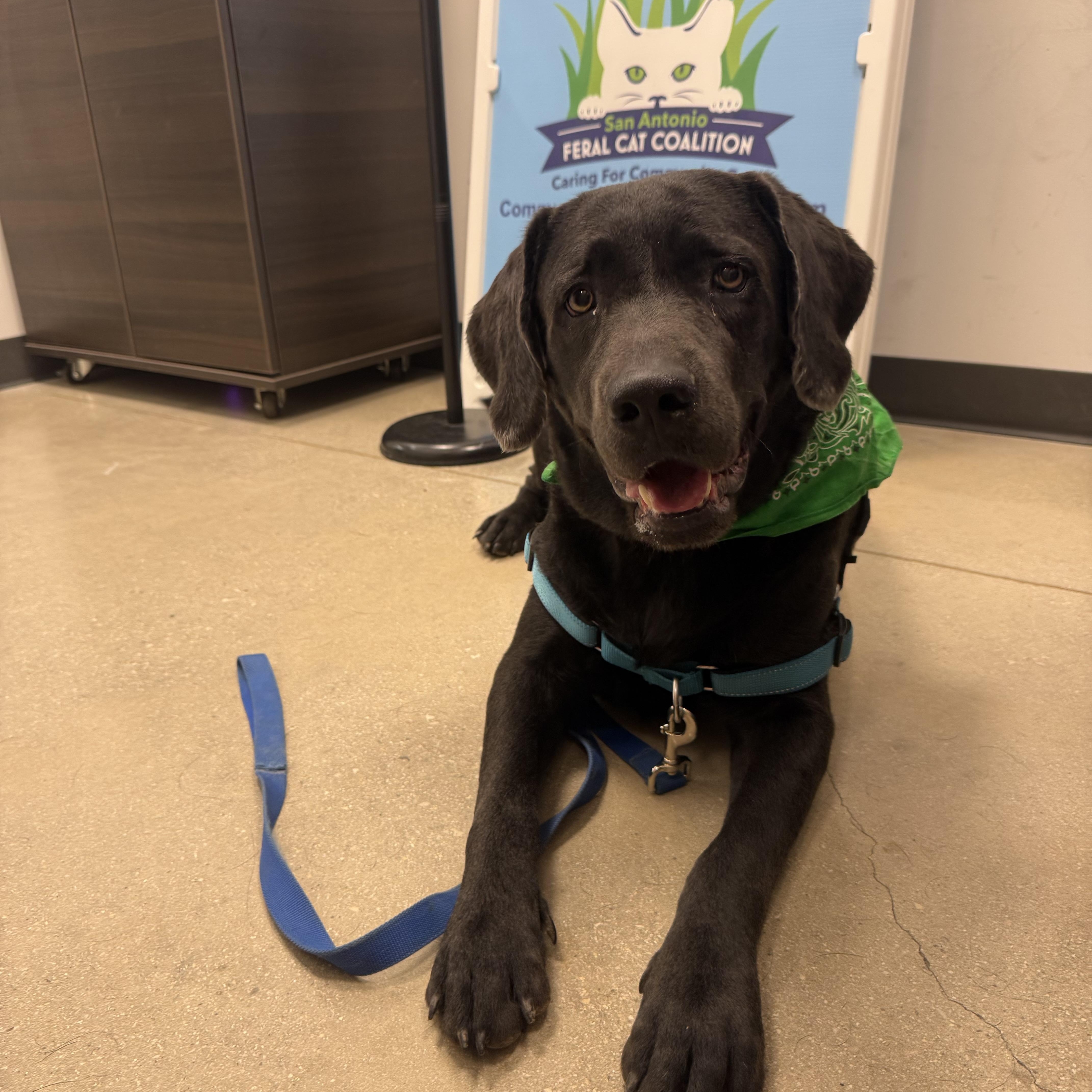 Hei Go, Adoptable, Adult Male Labrador Retriever & Mixed Breed.