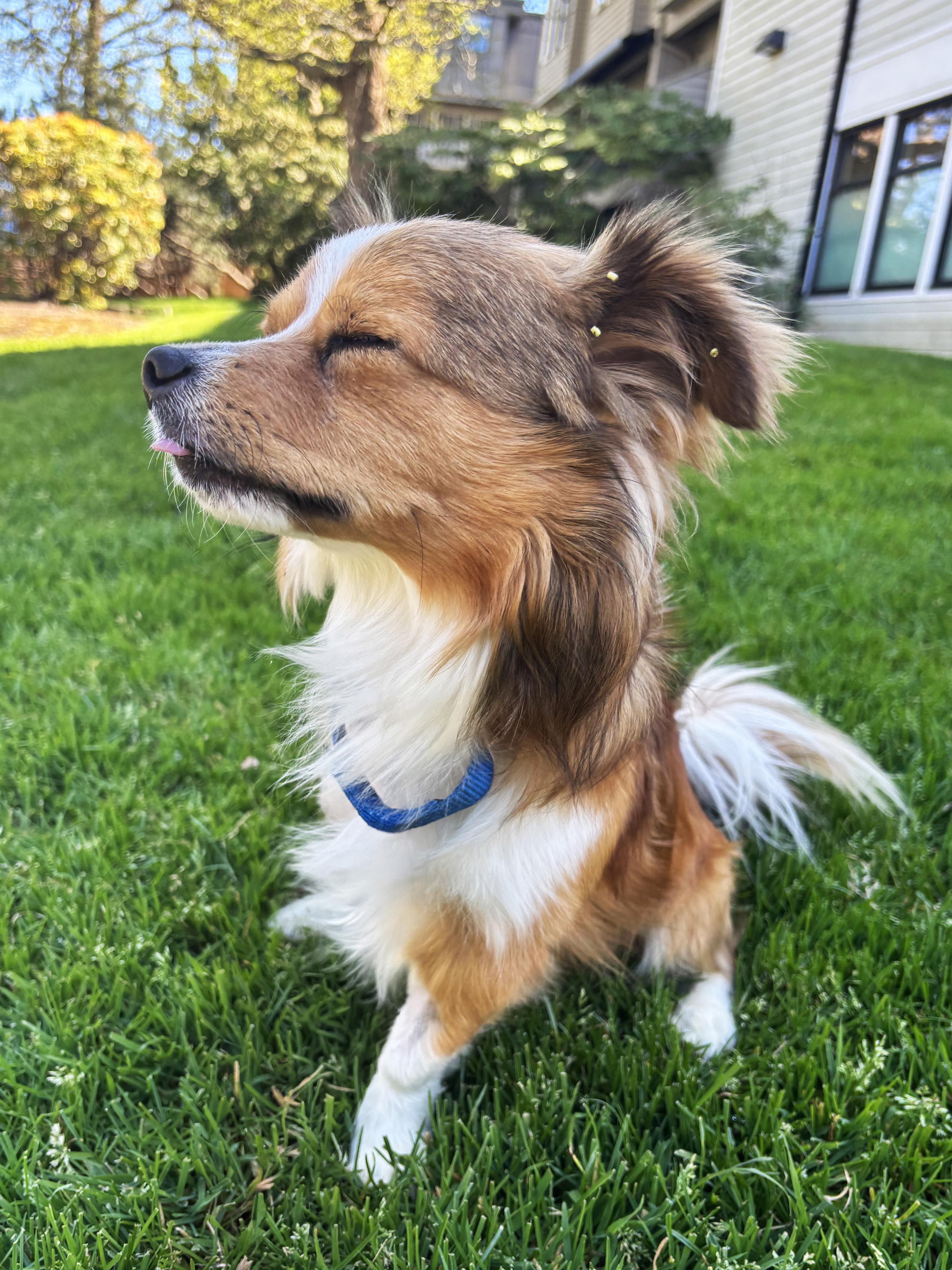 Enlarge Daryl, an adopted mixed breed in Portland, OR image 5/5