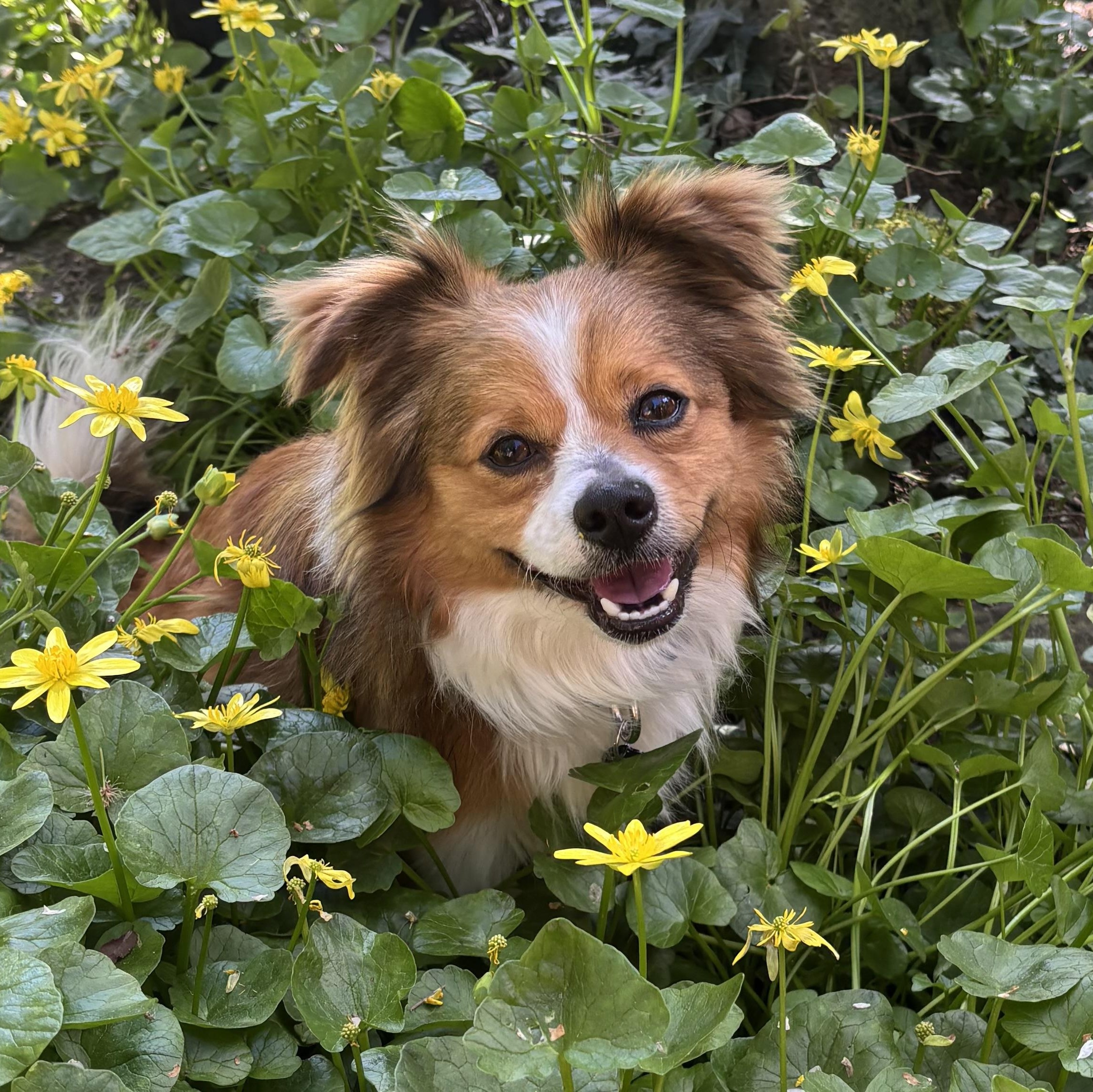 Daryl, adopted, Adult Male Spaniel.