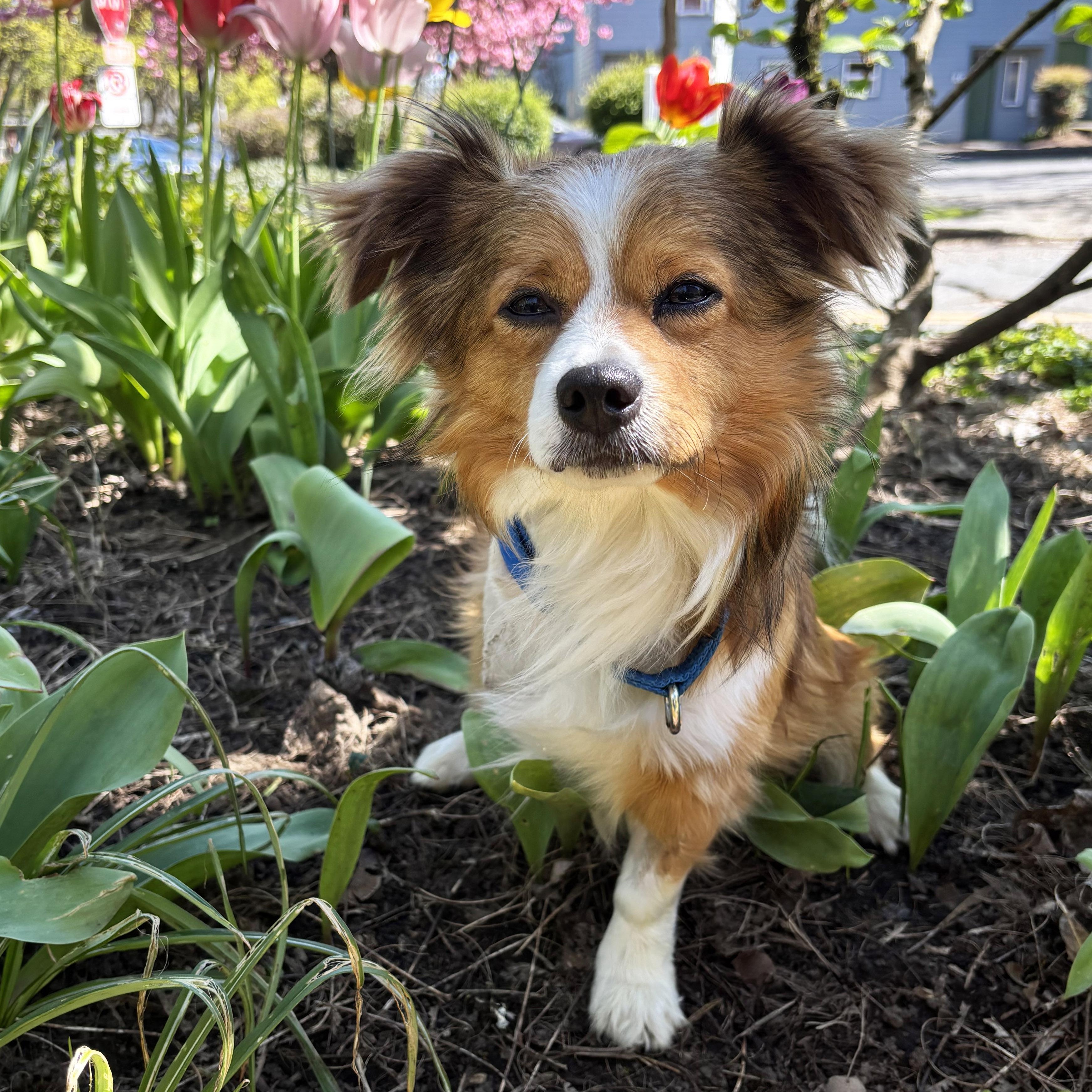 Enlarge Daryl, an adopted mixed breed in Portland, OR image 3/5