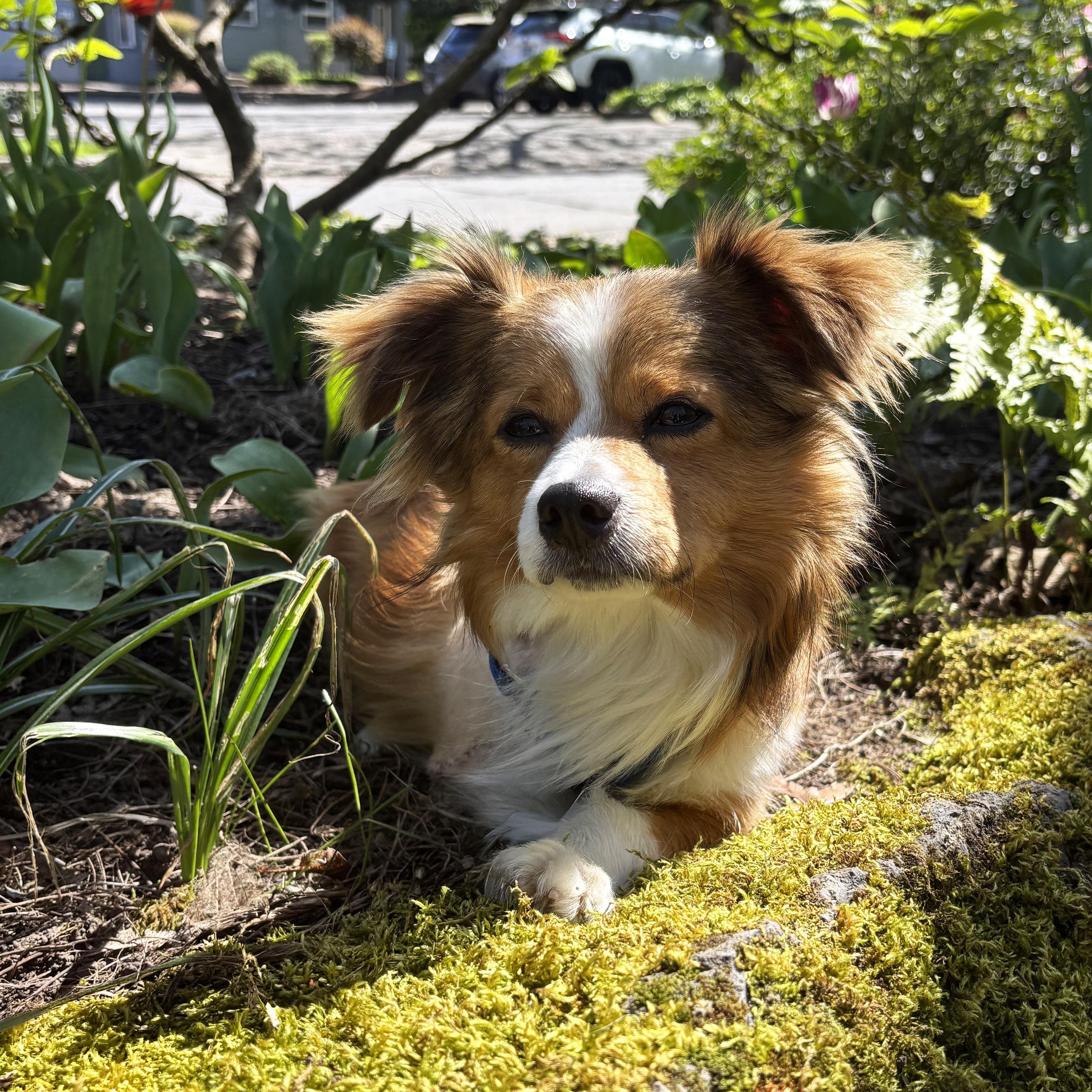 Enlarge Daryl, an adopted mixed breed in Portland, OR image 2/5