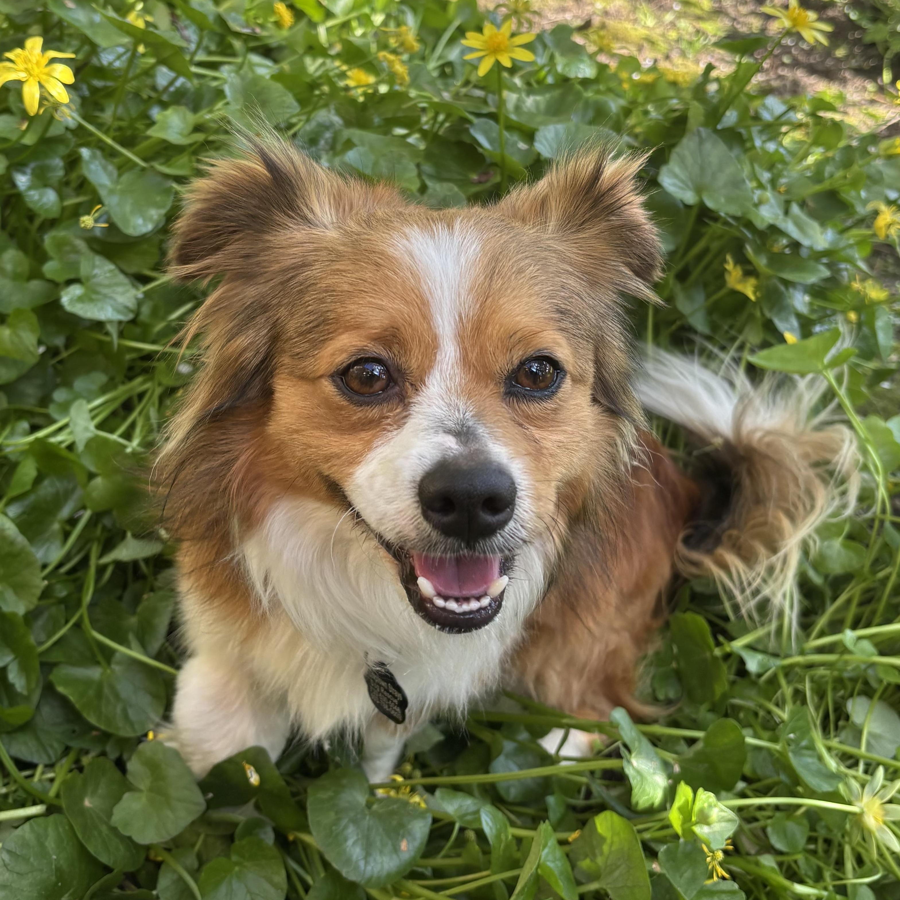 Enlarge Daryl, an adopted mixed breed in Portland, OR image 4/5
