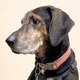 Midas (TX), ADOPTABLE, Adult Male Coonhound.