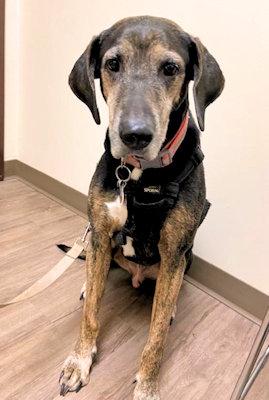 Enlarge Midas (TX), a ADOPTABLE Coonhound in Terrell, TX image 2/3