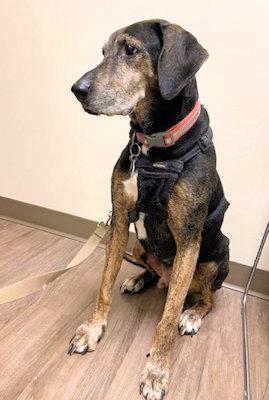 Enlarge Midas (TX), a ADOPTABLE Coonhound in Terrell, TX image 3/3